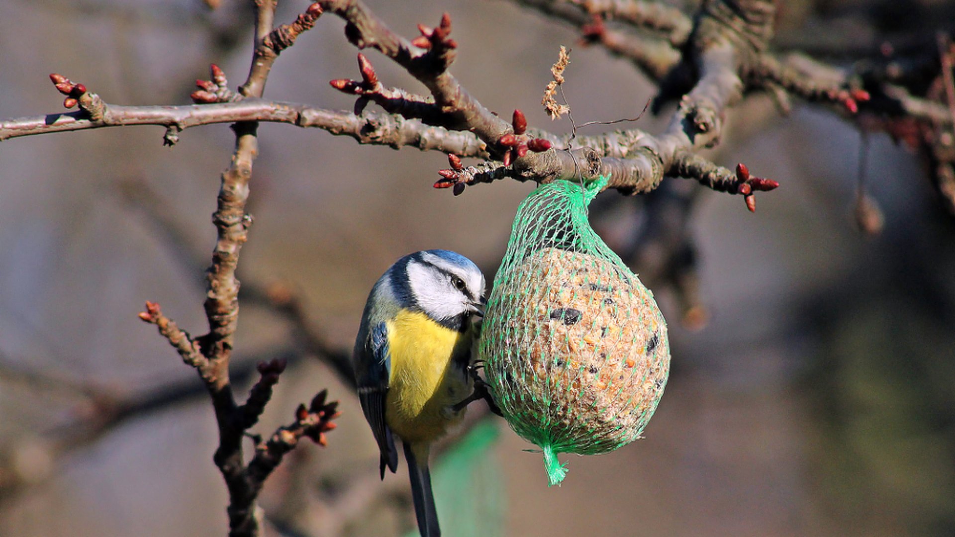 Mivel NEM szabad vadmadarakat etetni télen? Mivel NEM szabad vadmadarakat etetni télen?