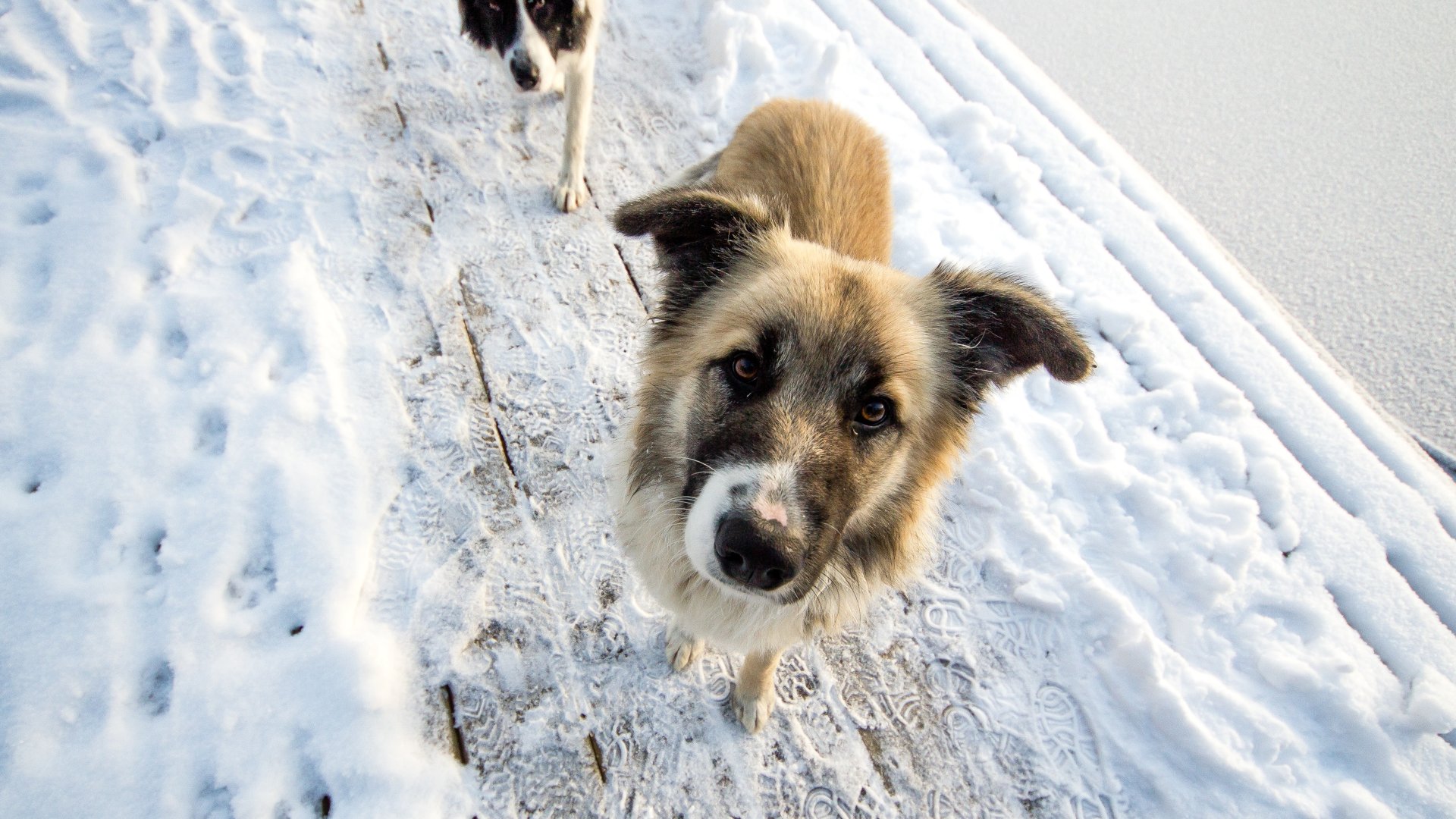 Így tartsd melegen kutyáidat a téli hónapok során Így tartsd melegen kutyáidat a téli hónapok során