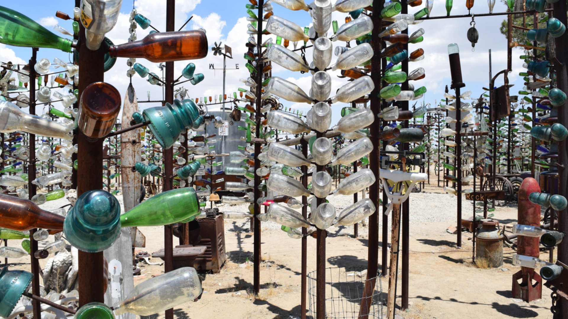 A palackfák története A palackfák története