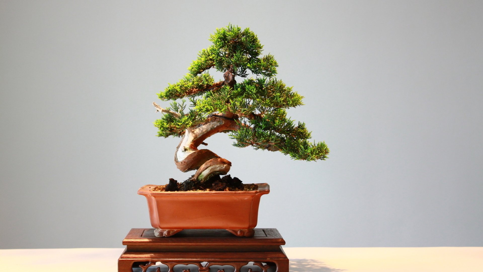 Bonsai metszési módszerek