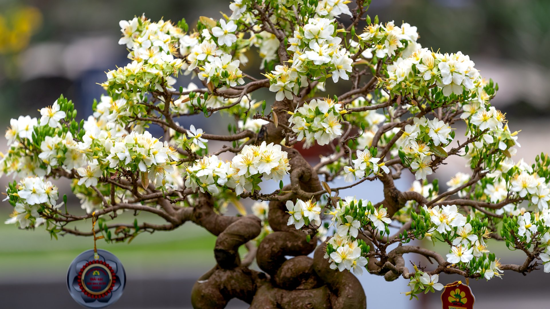 Bonsai alapok és metszési tippek Bonsai alapok és metszési tippek