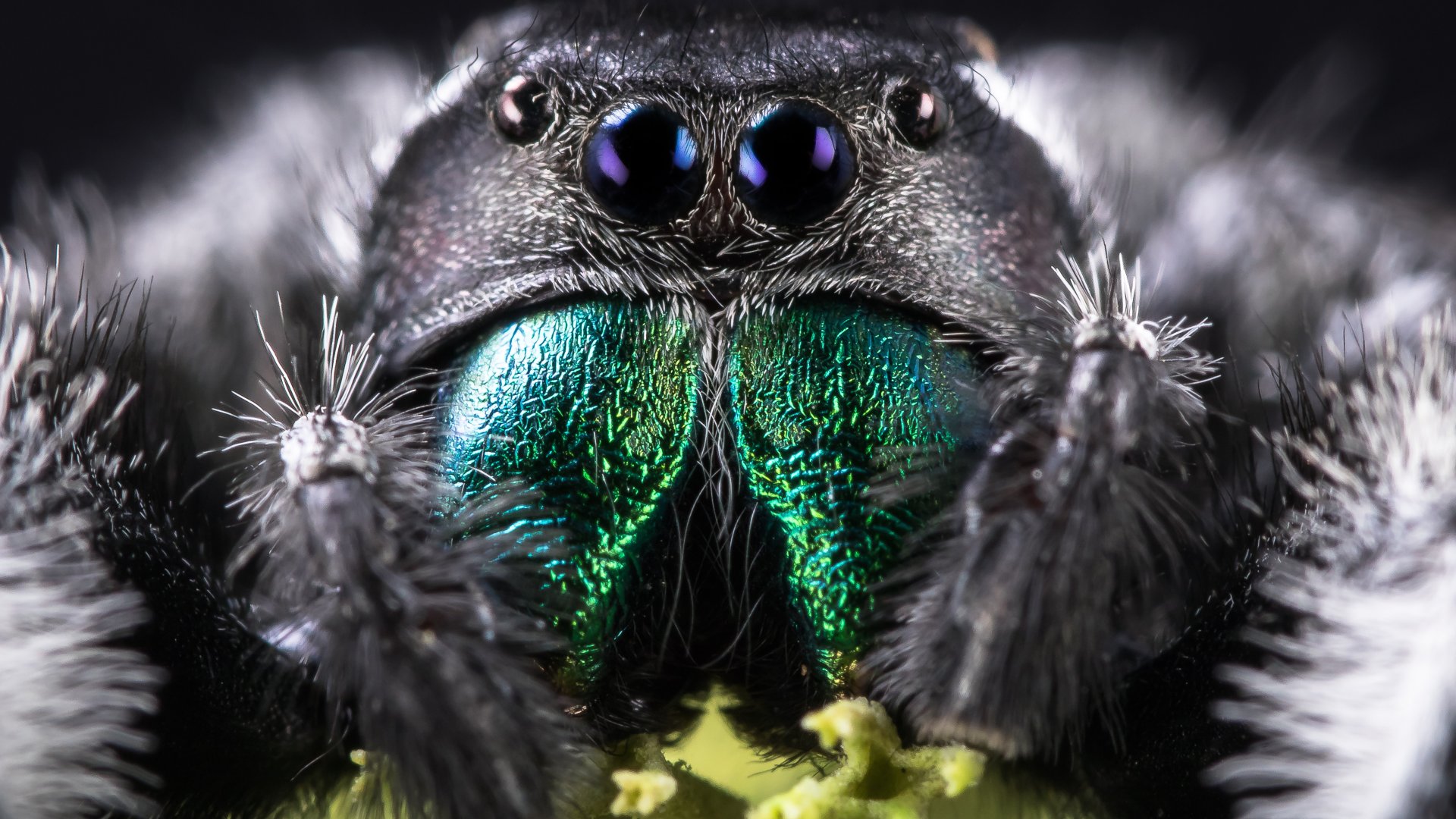 Ezért ne fújj le soha egy pókot rovarölő spray-vel!  Ezért ne fújj le soha egy pókot rovarölő spray-vel!