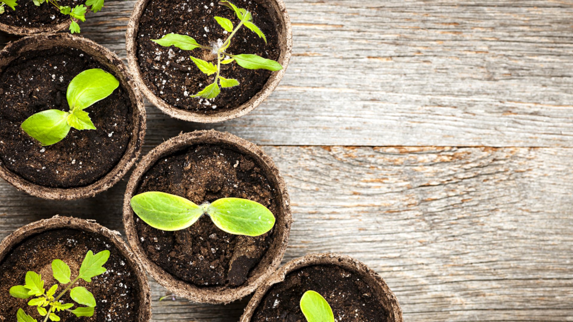 Tippek a házon belüli növénytermesztéshez