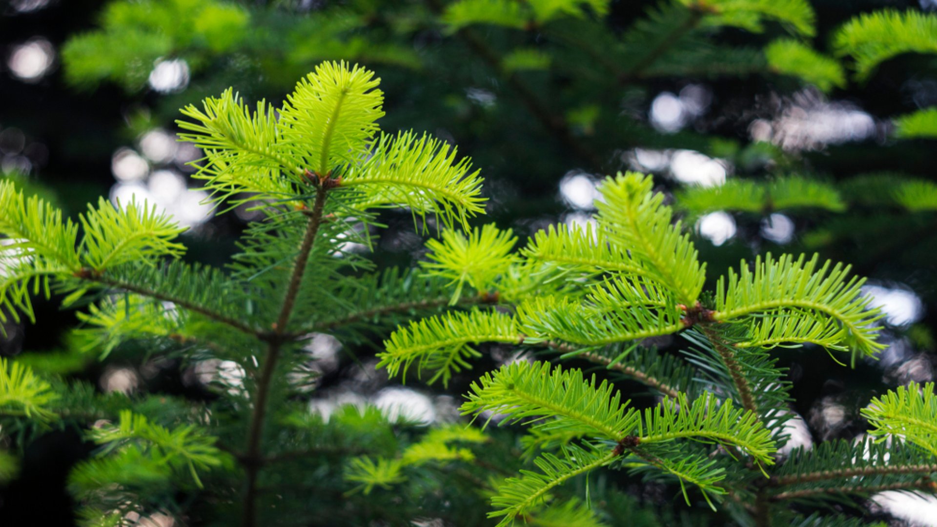 Minden az örökzöldekről