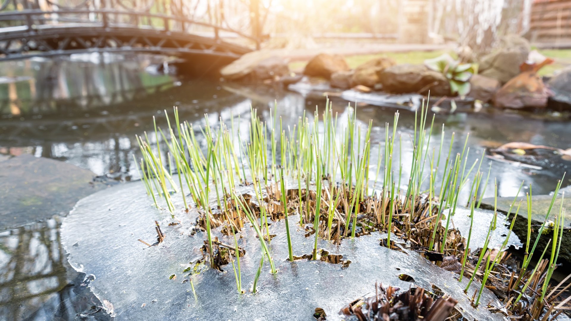 A kerti tó téliesítése - Ezeket a dolgokat kell megtenned a tél előtt!