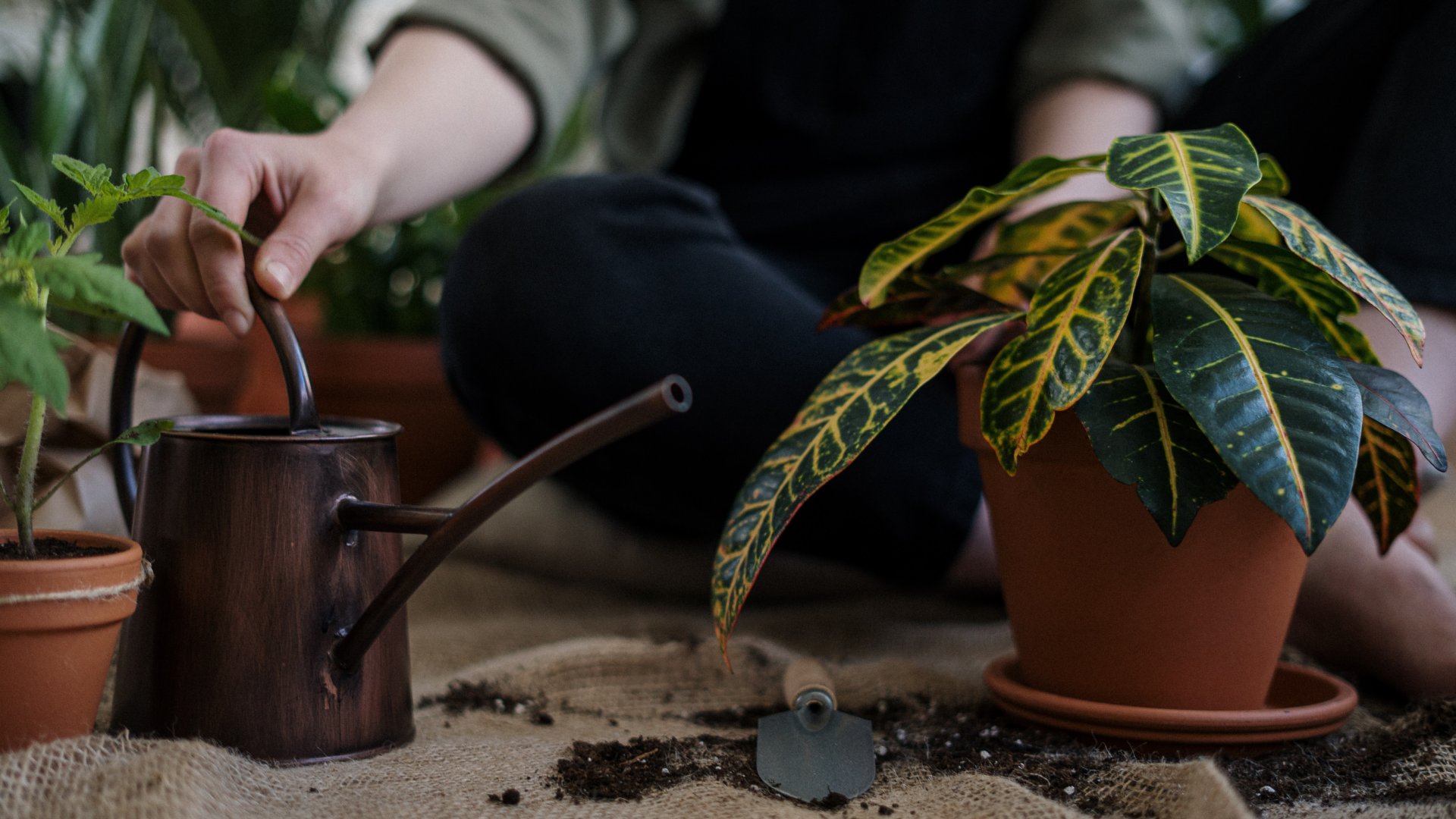 Kerti növények gondozása – visszacsípés, metszés, visszavágás