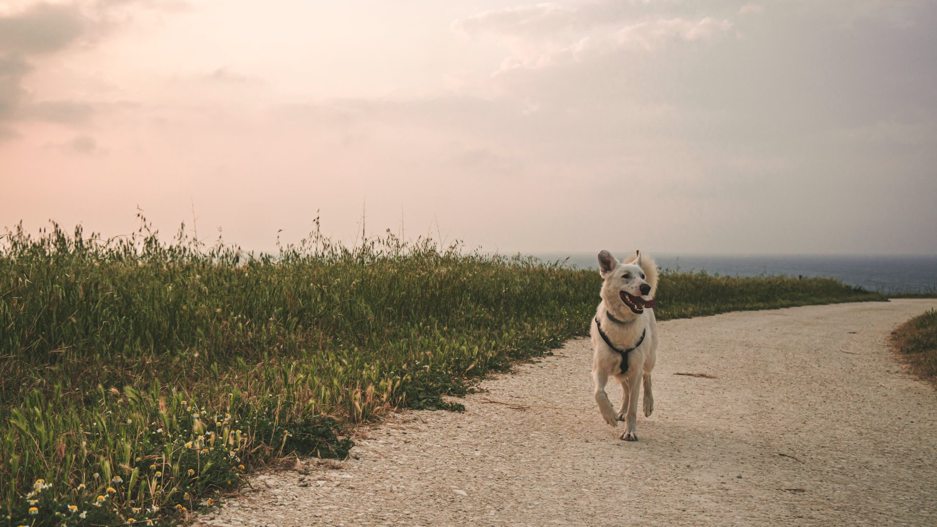 Hogyan válassz kutyát állatállományod őrzésére Hogyan válassz kutyát állatállományod őrzésére