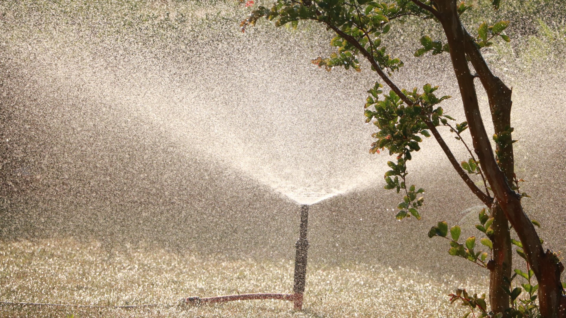 A 14 legjobb otthon elkészíthető, önmagát öntöző kert