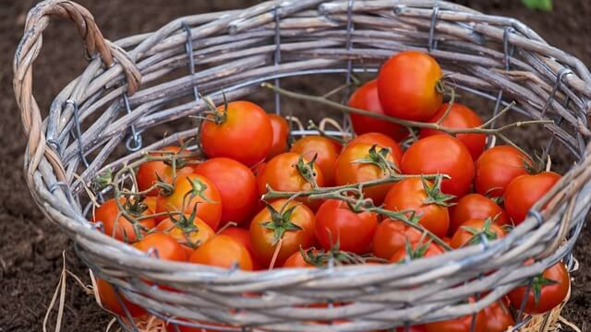 13 alapvető tipp a paradicsomtermesztéshez növénytartókban 13 alapvető tipp a paradicsomtermesztéshez növénytartókban