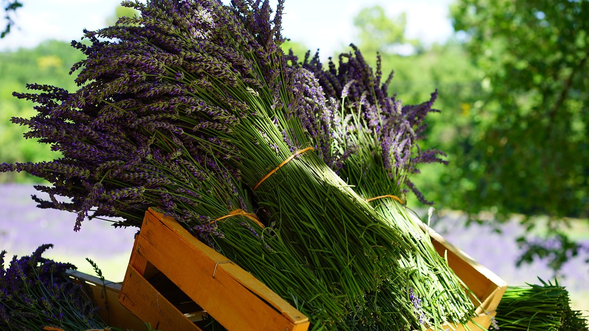 Hogyan metsszük a levendulát?
