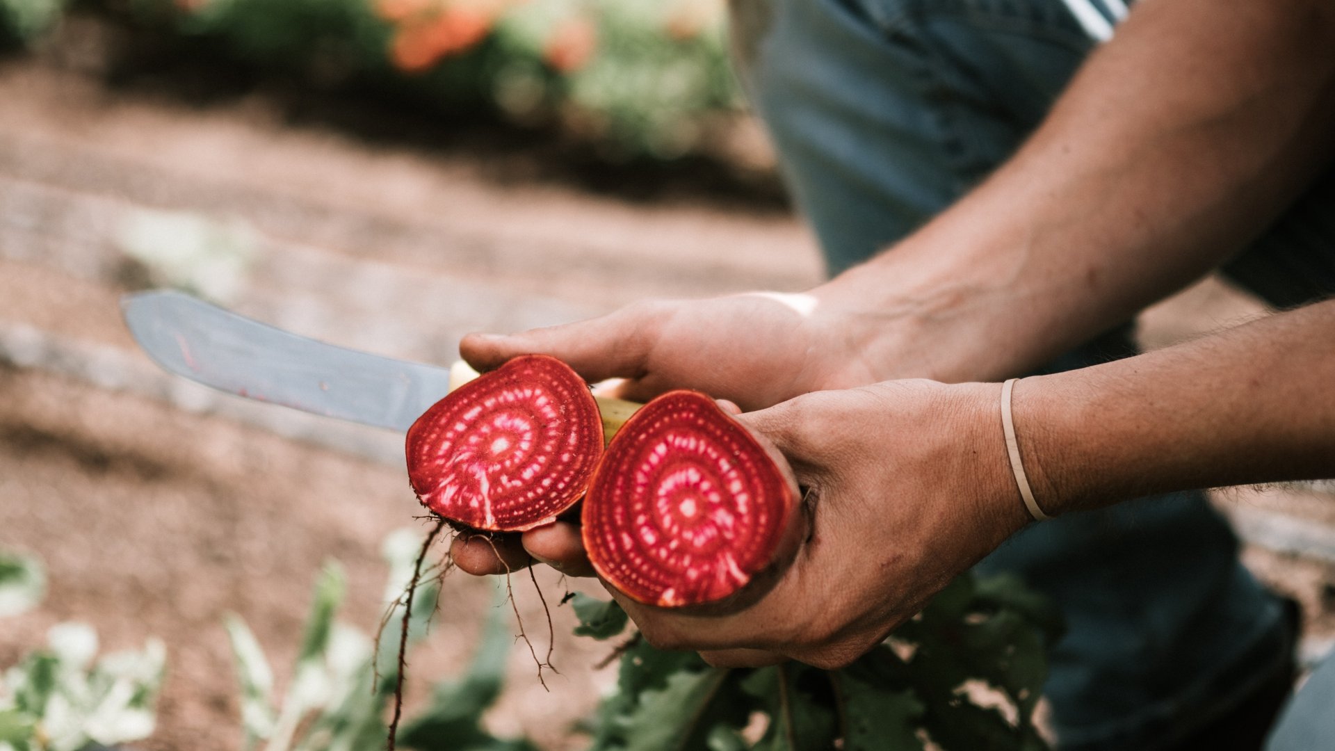 Termesszünk céklát! 