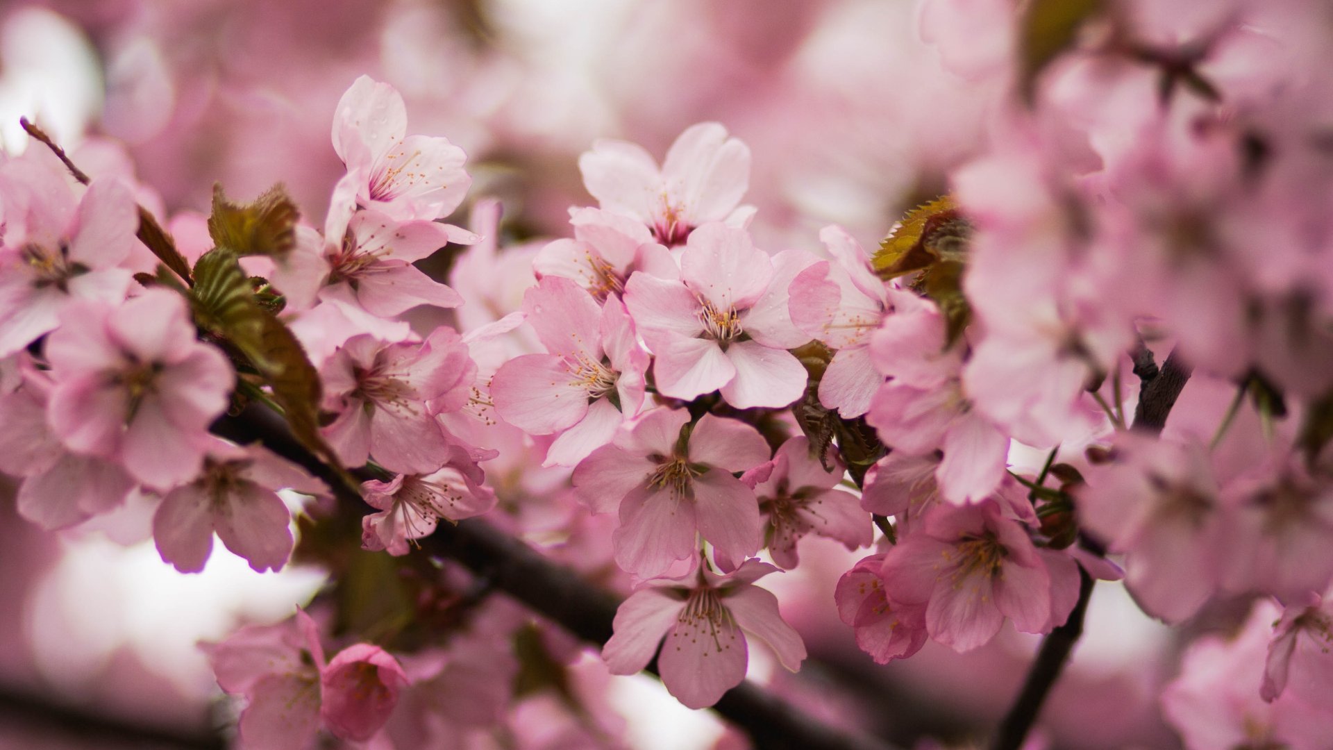 10 gyönyörű növény, amik konténerben vagy balkonban mutatnak a legjobban