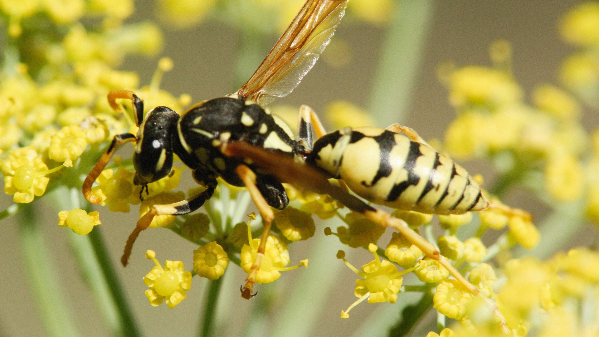 Védekezz hatásosan a darazsak ellen