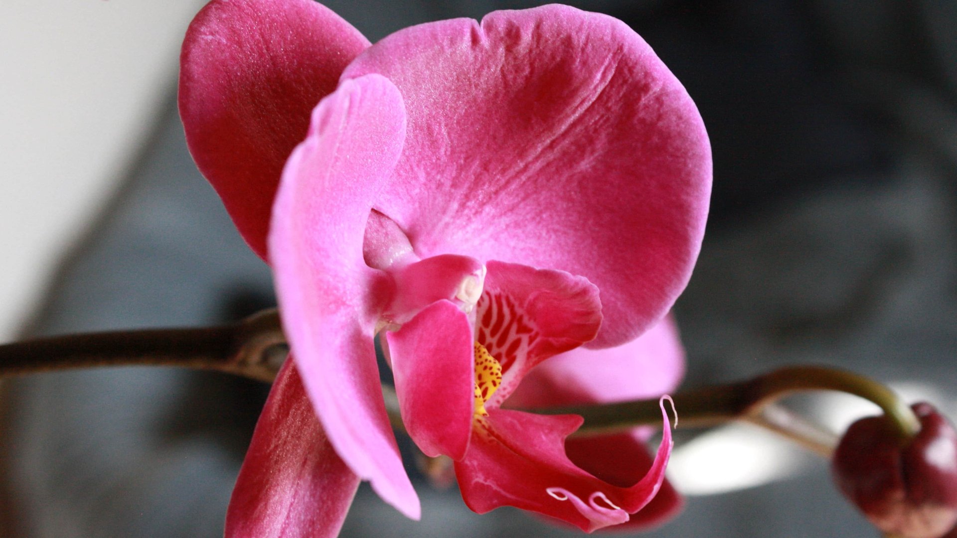 9 érdekesség, amiket eddig nem tudtál az orchideákról 9 érdekesség, amiket eddig nem tudtál az orchideákról