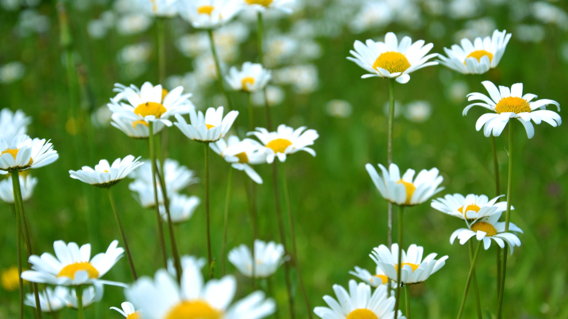 Ezeknek a régi virágoknak a te kertedben is helyük van! 