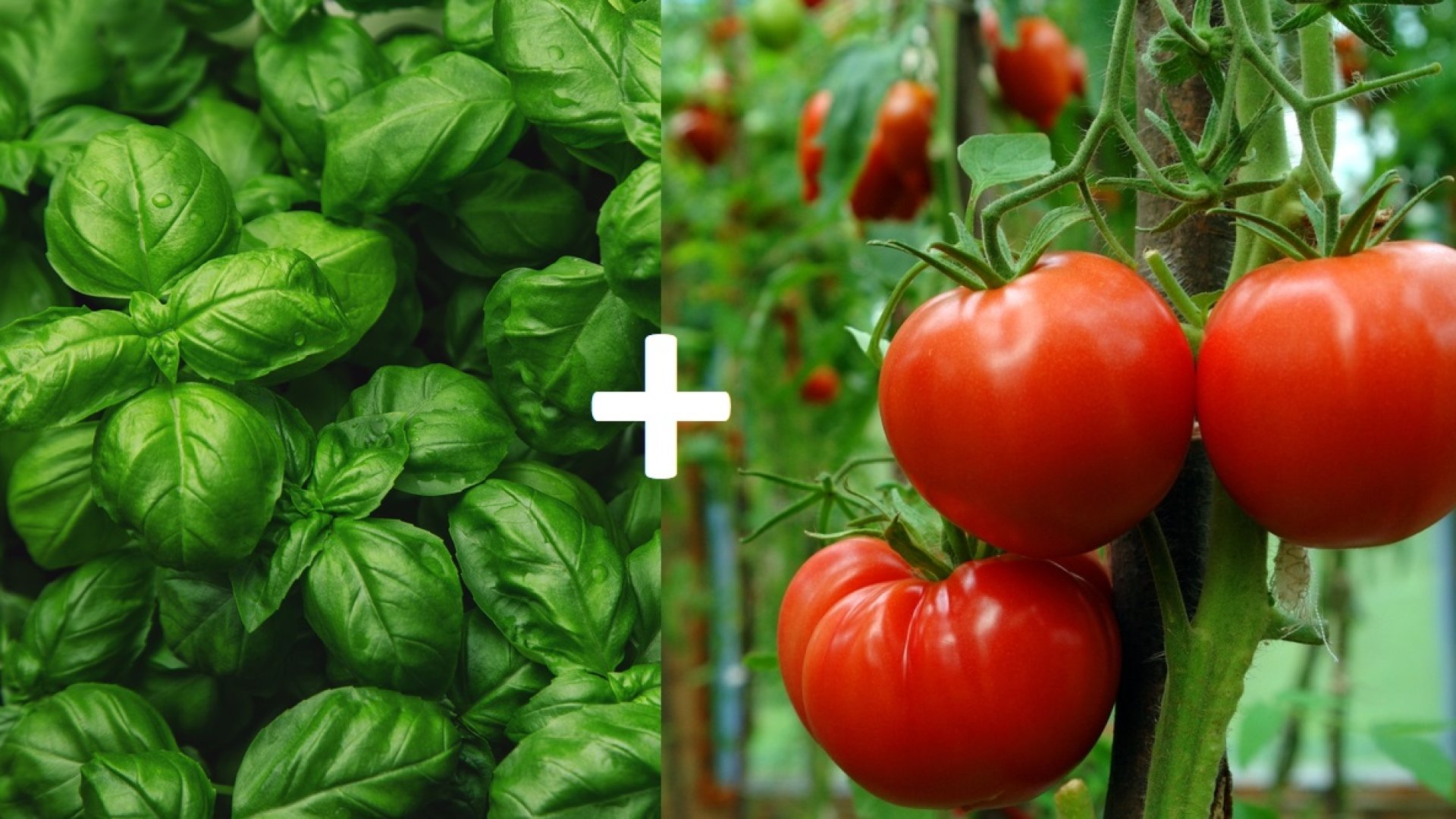 11 növénypár, amik egymás mellett nőnek a legjobban