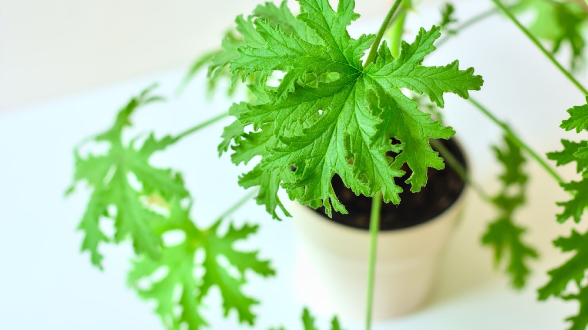 11 illatos növény, amik segítenek távol tartani a szúnyogokat