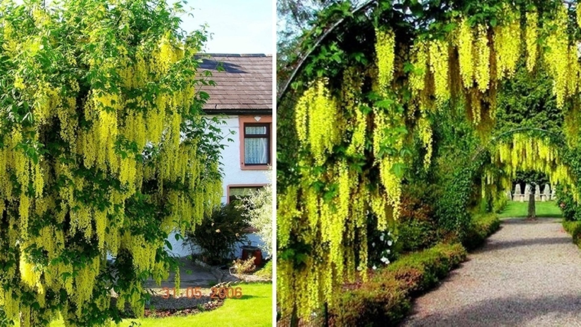 A kert egyik legszebb növénye, az aranyeső