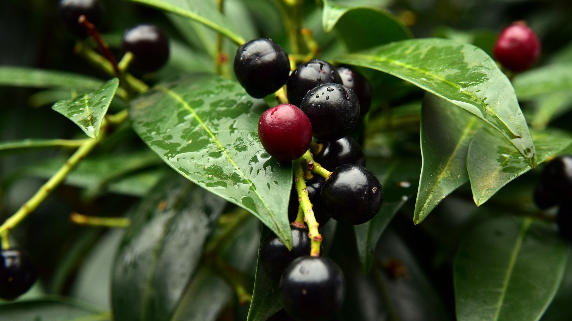 A babér gondozása, nevelése