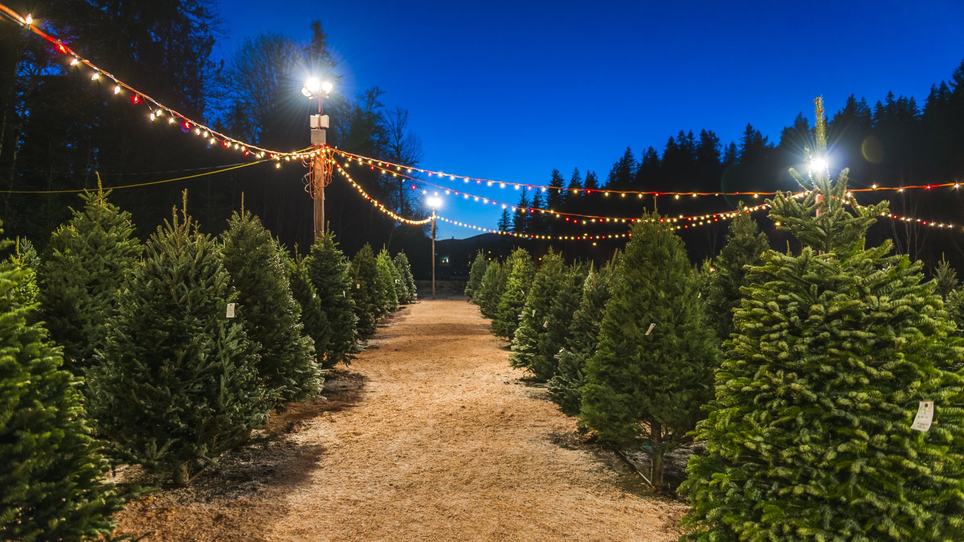 Te melyik fát vinnéd haza Karácsonyra? Tudd meg, mit árul el rólad! 