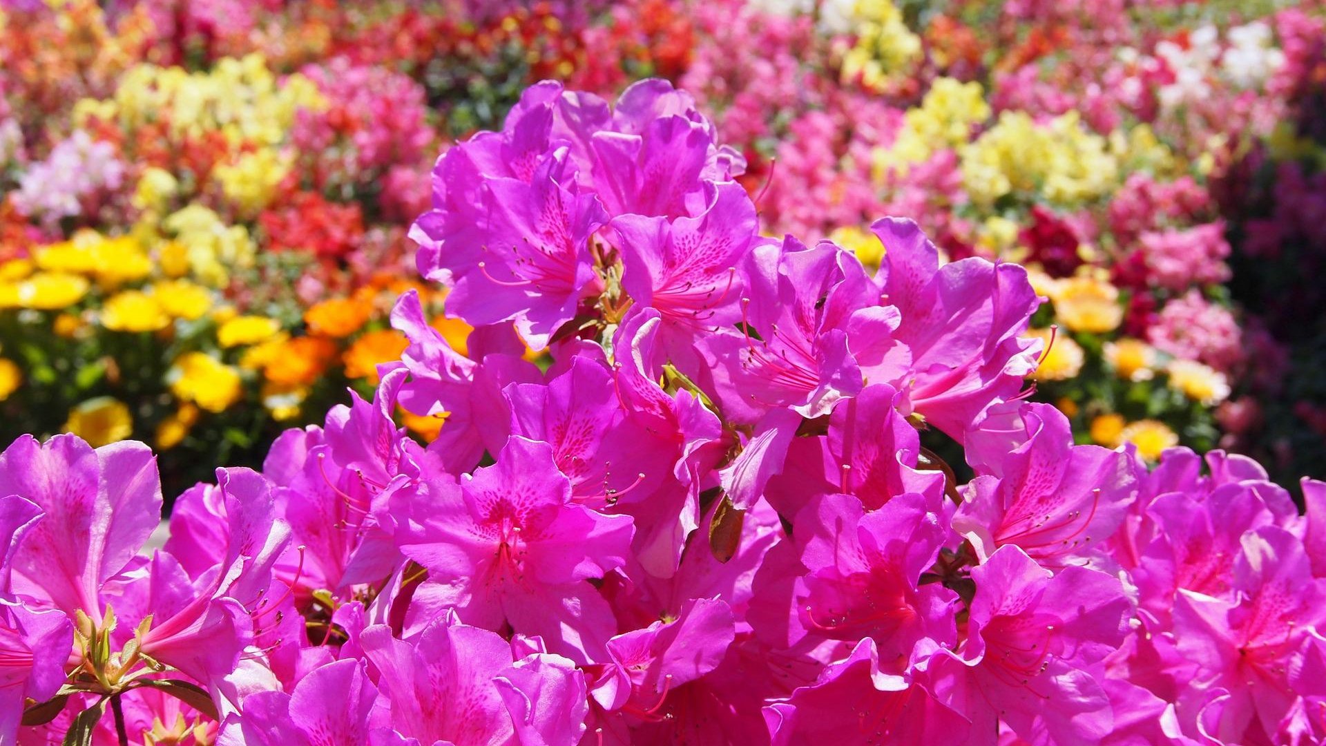 Bemutatom nektek a csodabonsai-t! 