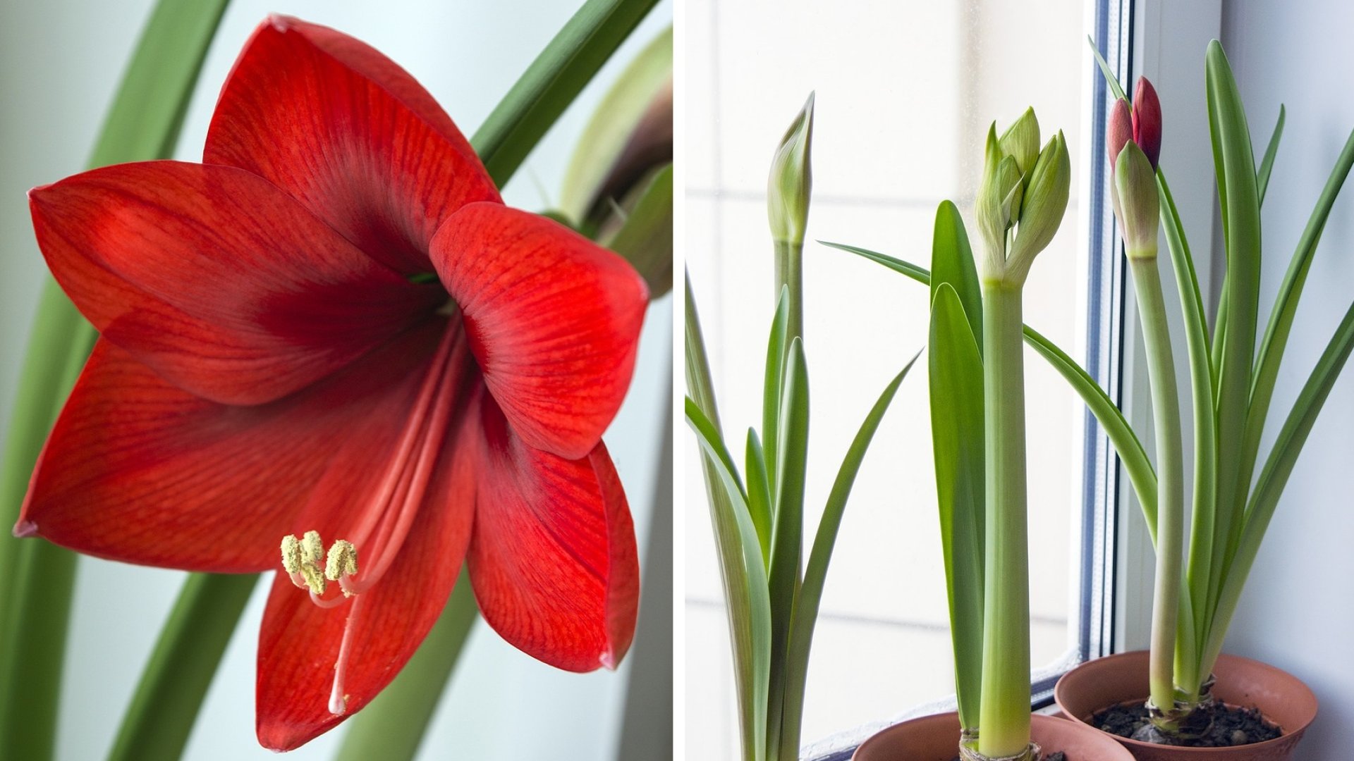 Boruljon virágba nálad is tél legszebb virága, minden az amarillisz gondozásáról! 