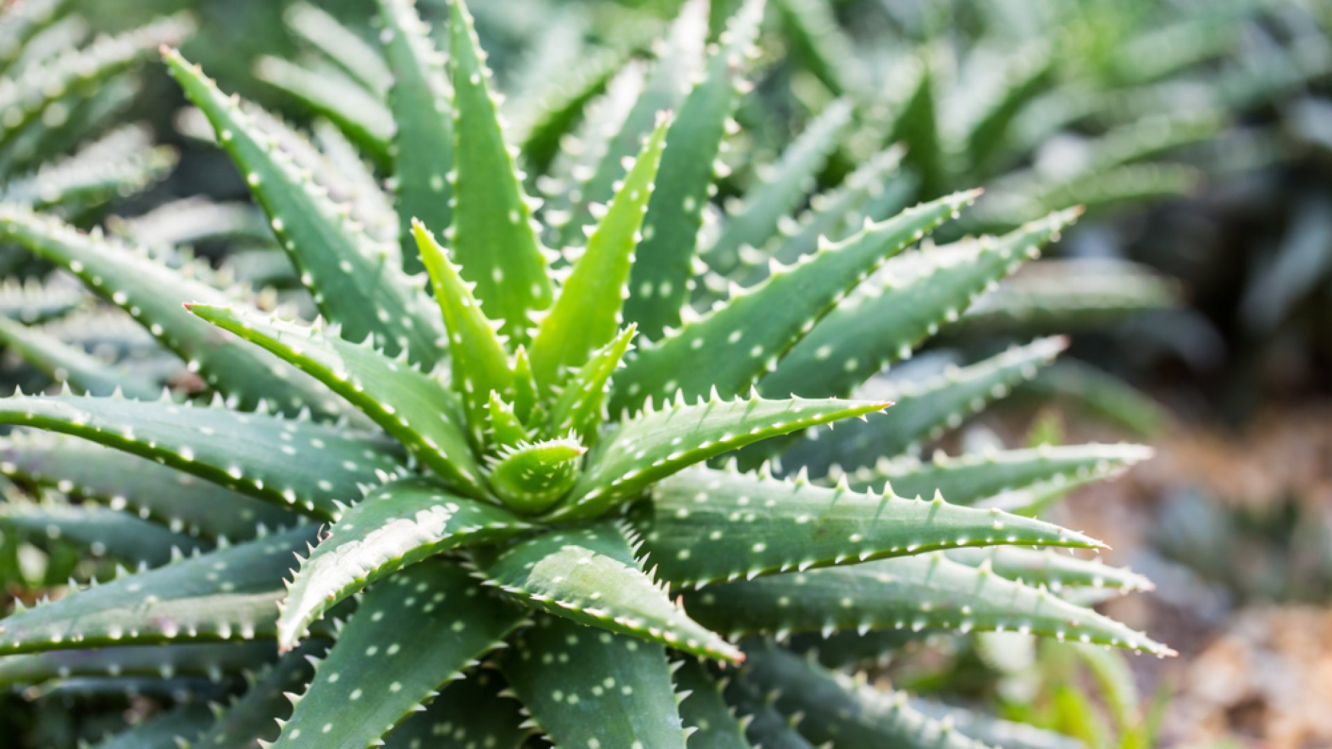 Teleltesd helyesen az Aloe verát Teleltesd helyesen az Aloe verát