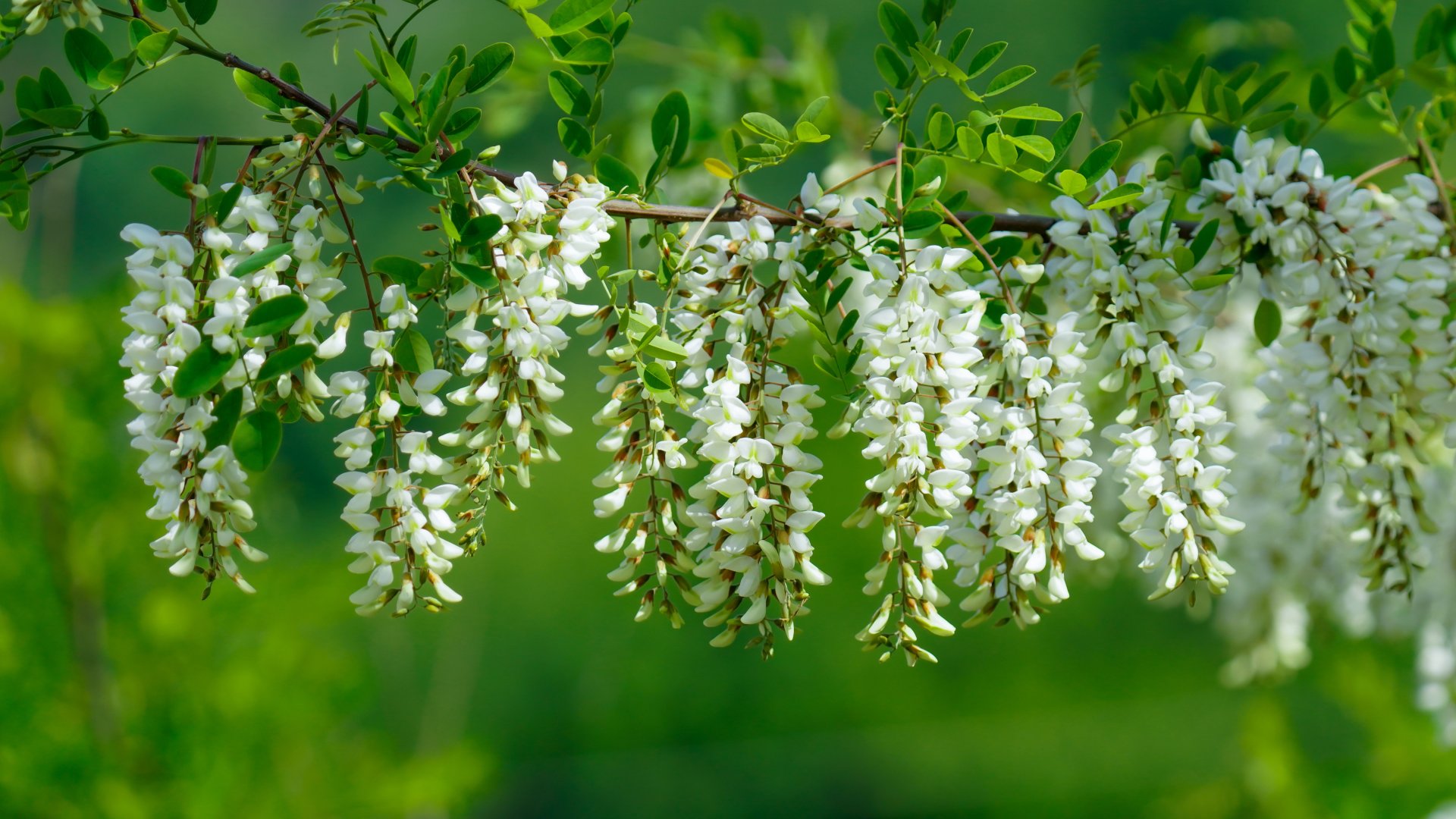 Az akácfa felhasználása  Az akácfa felhasználása