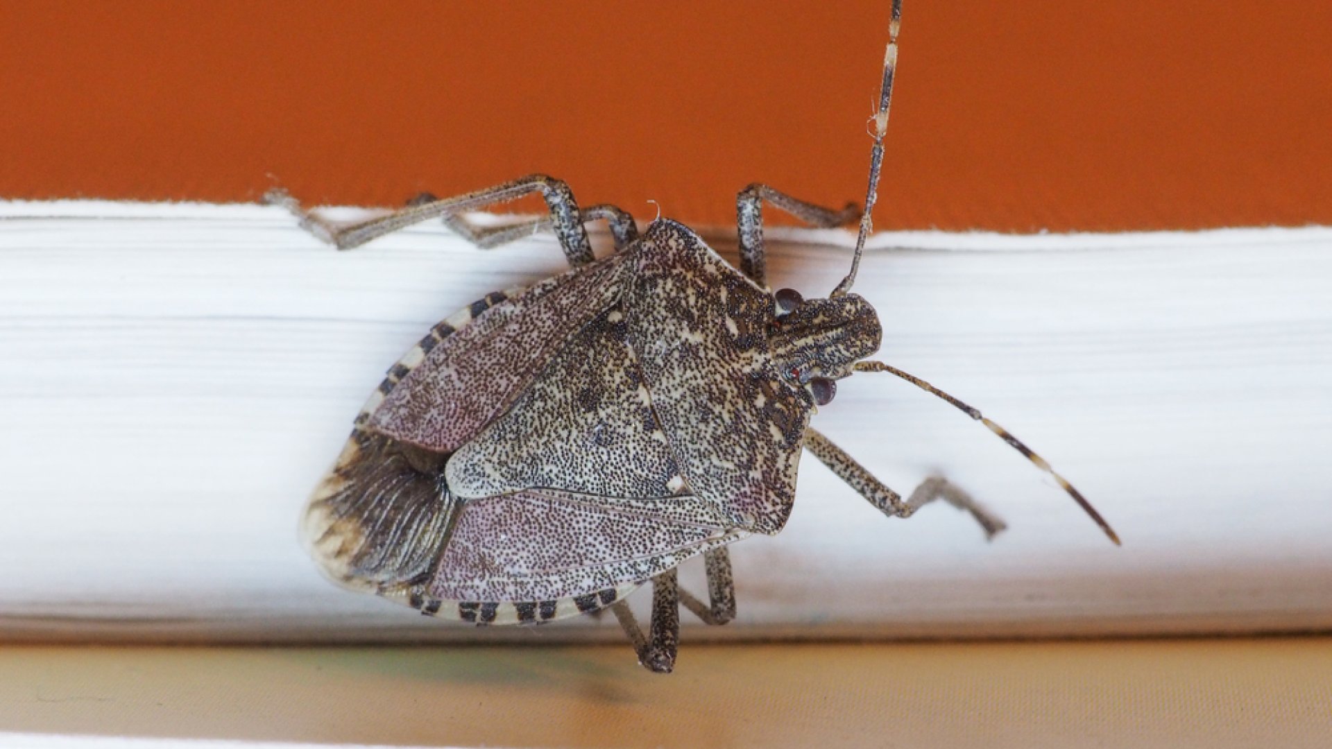 Támadnak a poloskák – Mit tehetünk ellenük? 