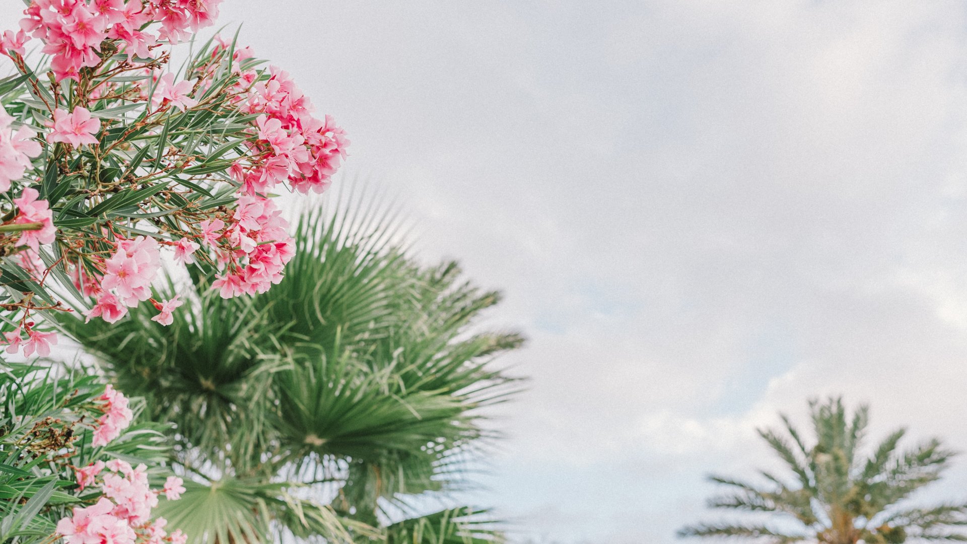 Mi ez a leanderen és miért olyan hasznos?