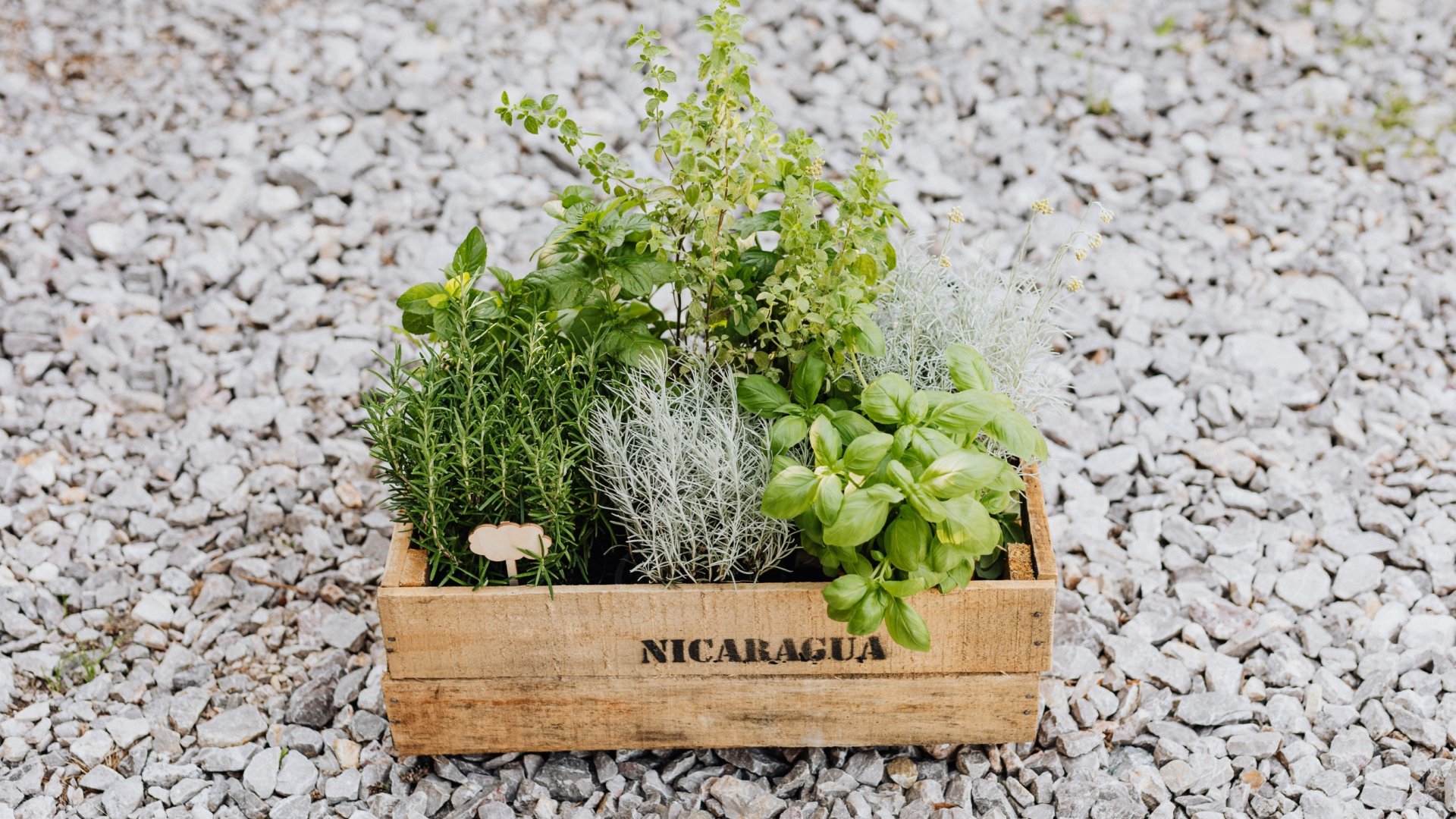 Pozitív energiát teremtő növények! 