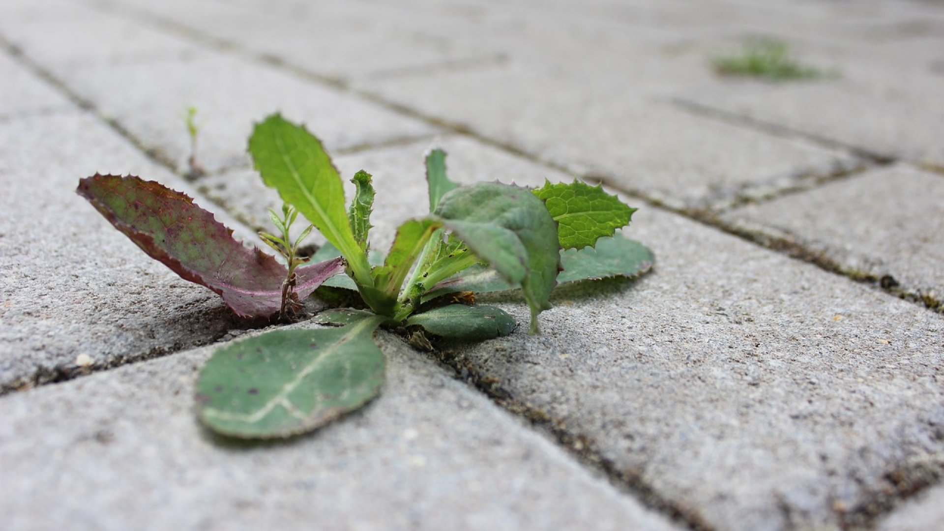 Sokkal hatásosabb, mint a bolti gyomirtó!  Sokkal hatásosabb, mint a bolti gyomirtó!