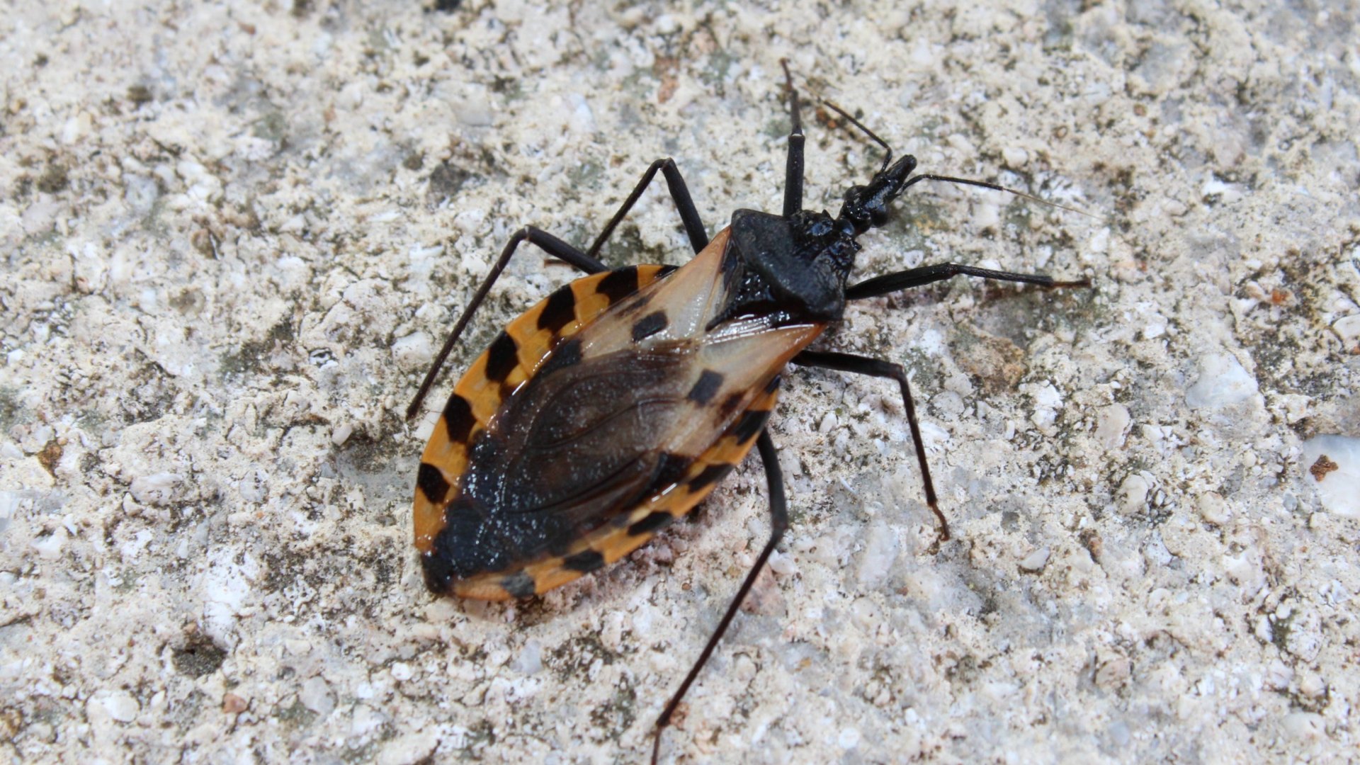 Egy bogár, ami hihetetlenül veszélyes! 