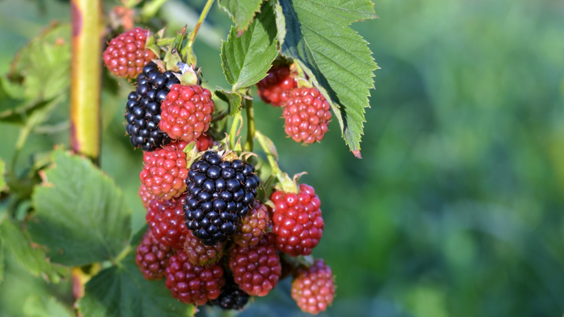 Ismerd meg te is a szedermálnát! - Minden, amit tudni kell róla