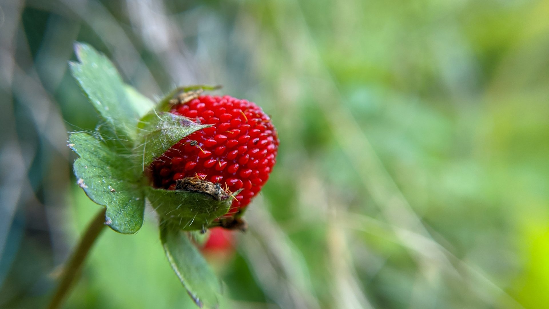 Nevelj epret az erkélyen