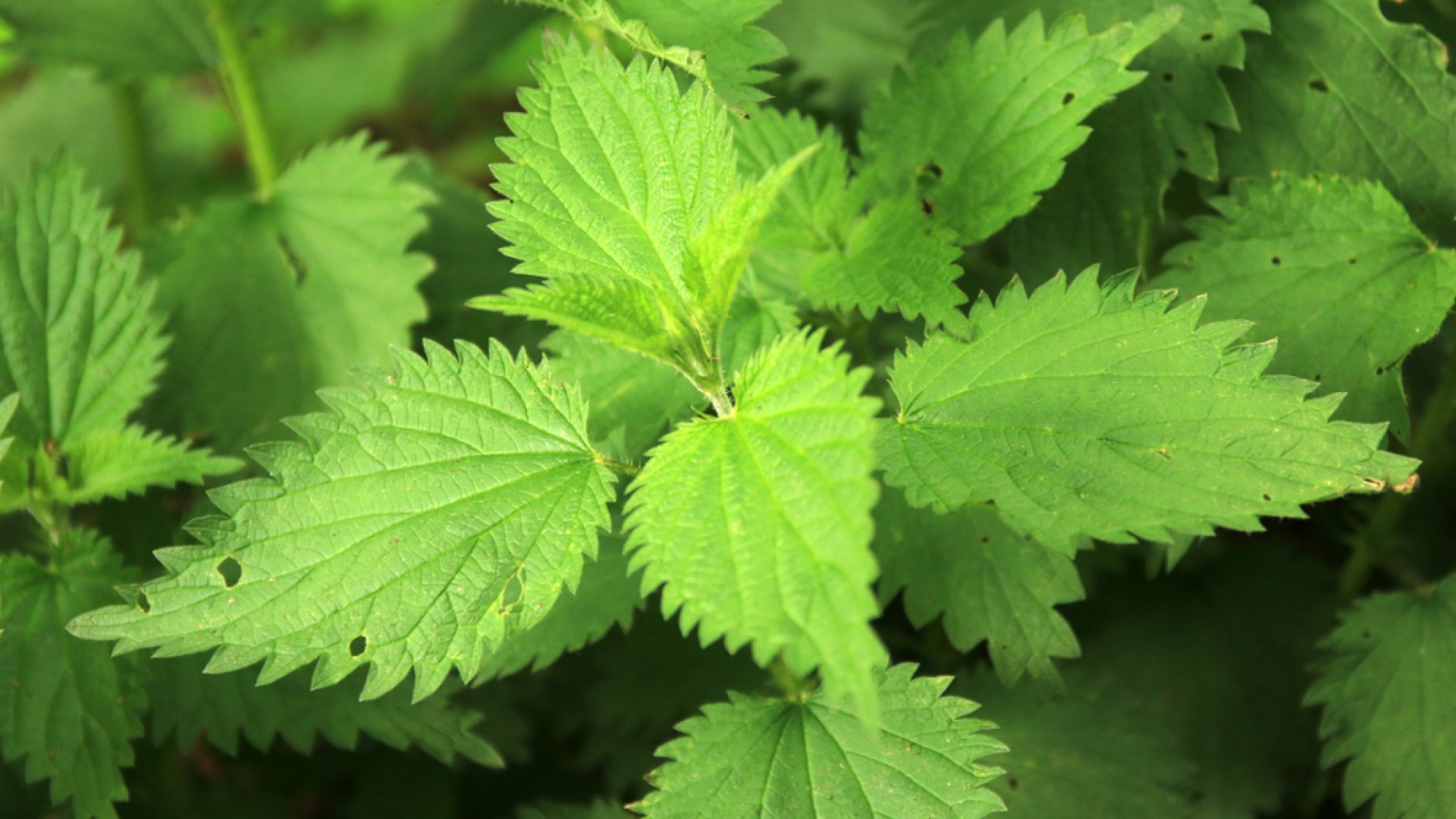 Az elfeledett csodanövény – Így használd fel a csalánt!