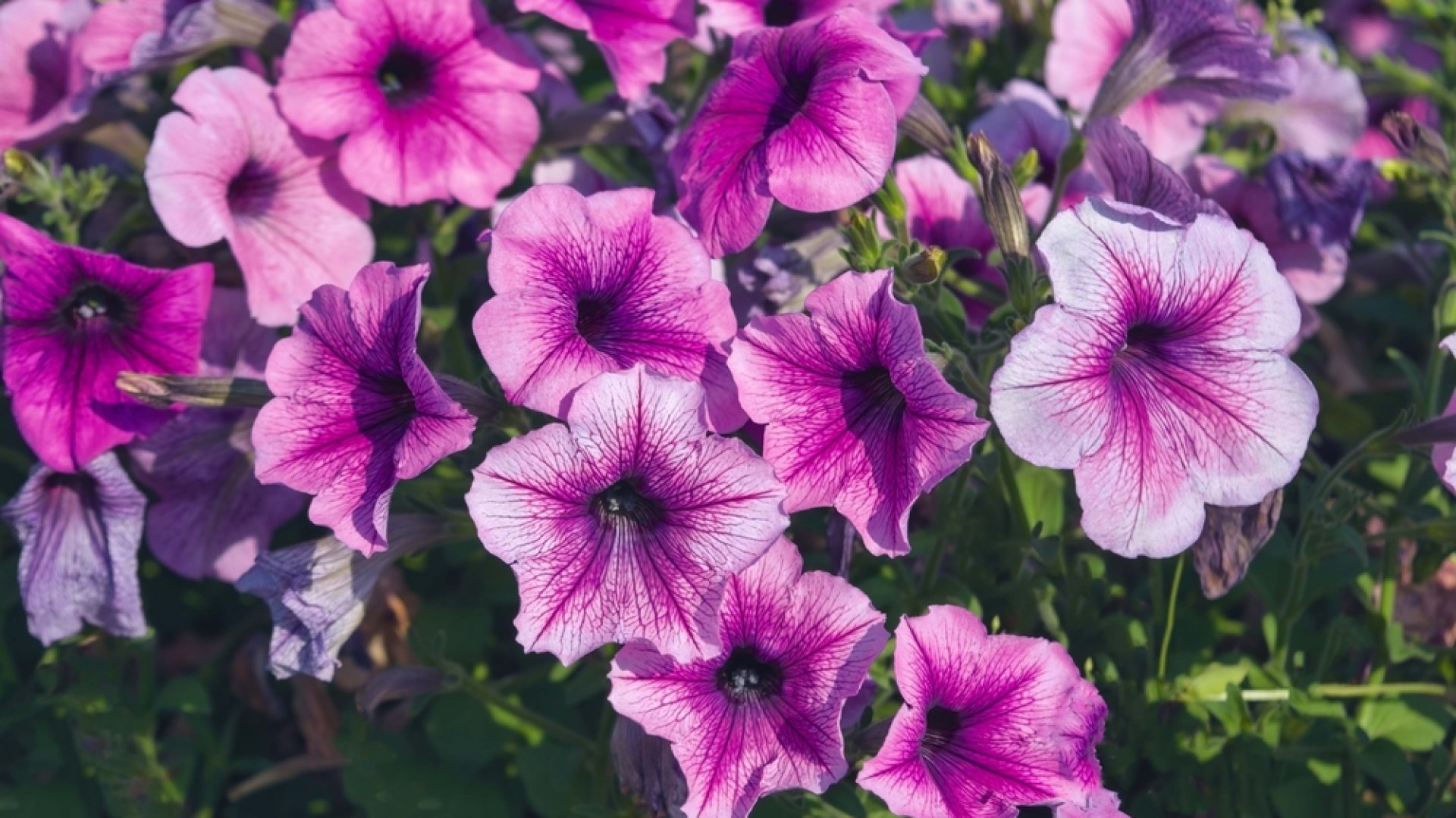 Petúnia gondozása: minden, amit tudni érdemes a petúniáról