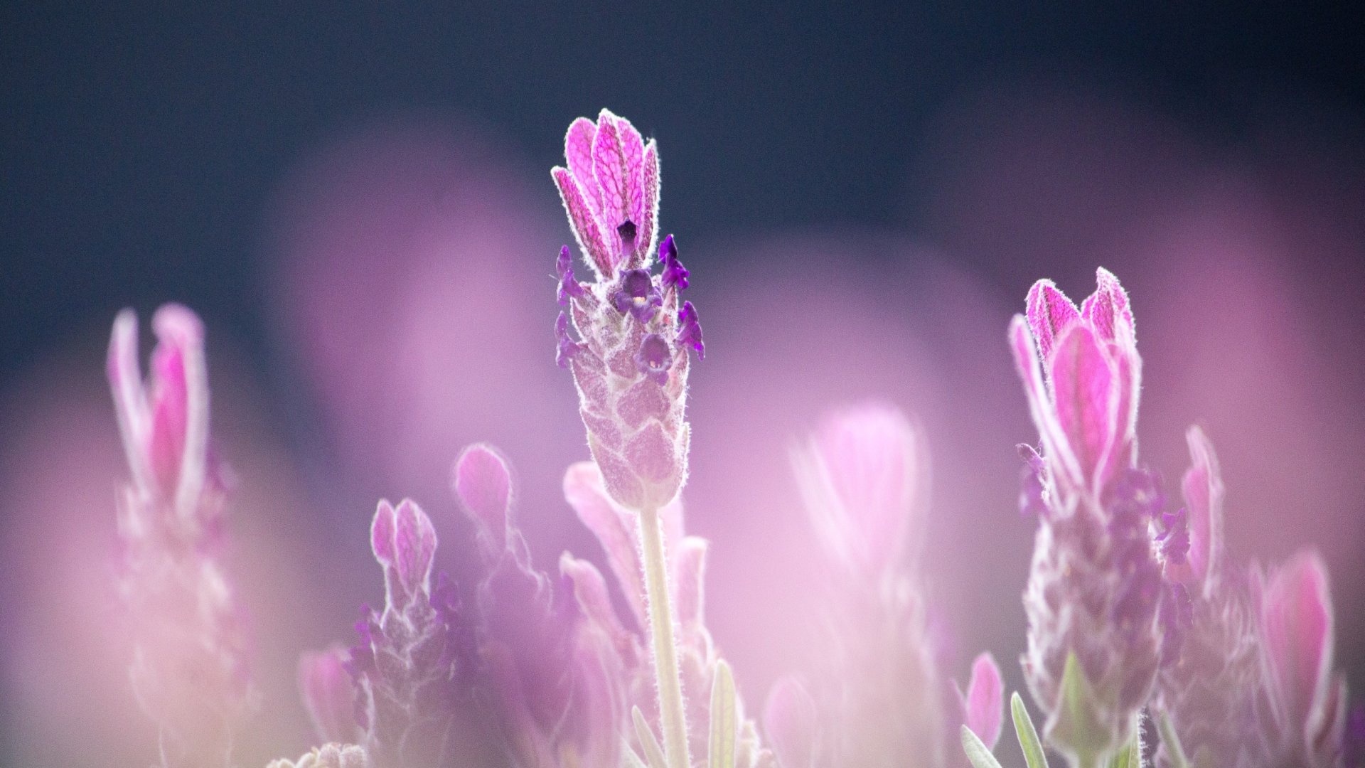 Minden, amit tudni kell a levenduláról 