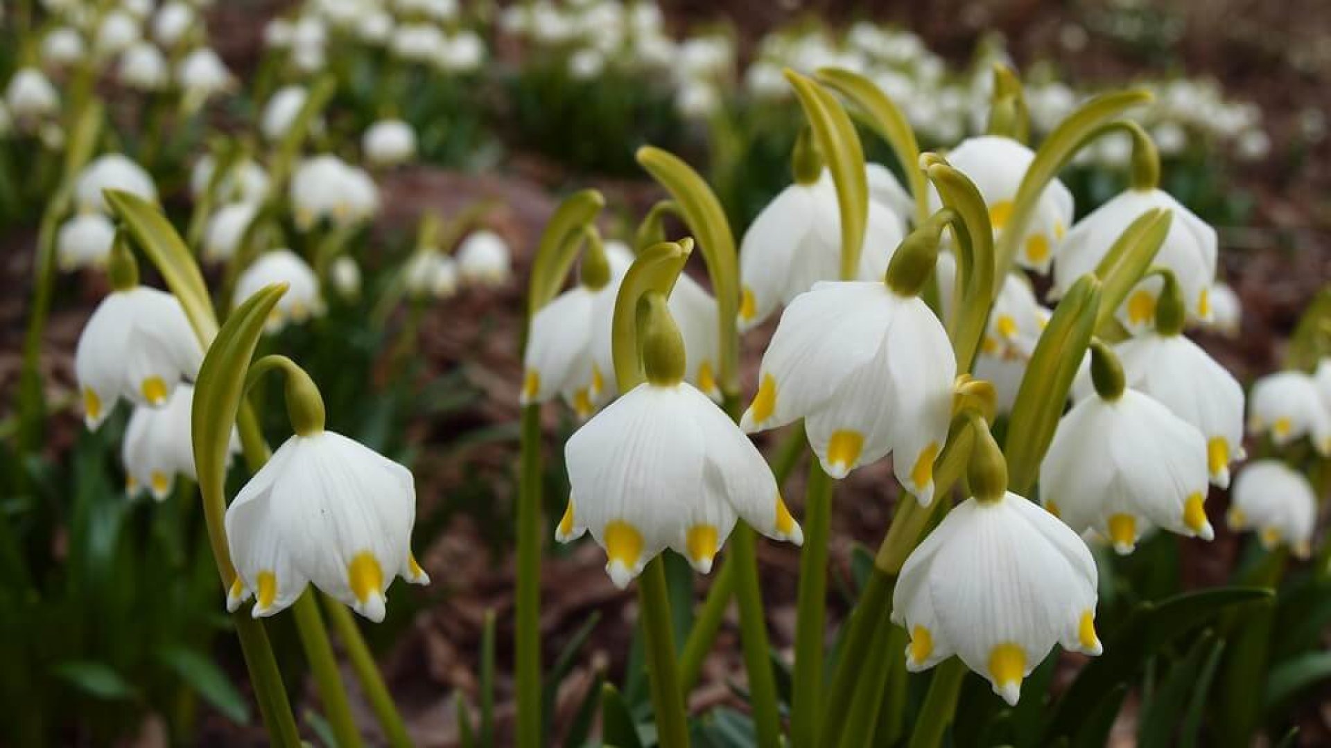 Ismerd meg te is a tavaszi tőzikét a hóvirág hasonmását!