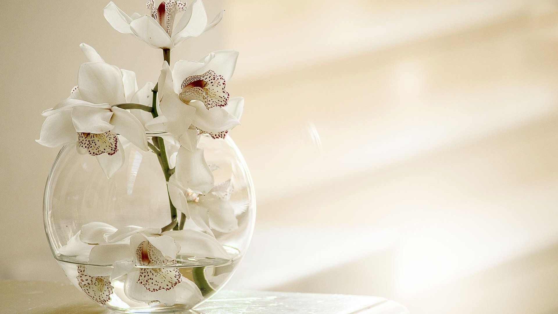 Orchidea szaporítása tőosztással és sarjjal! 