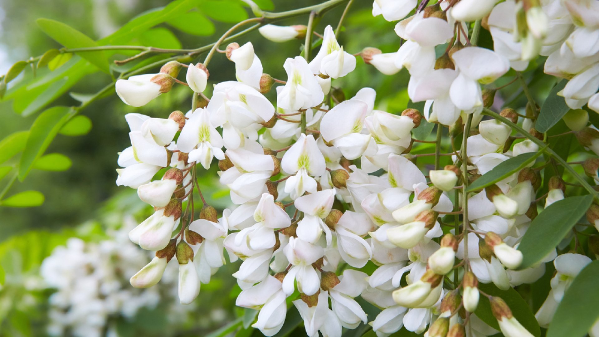 Használjuk fel az akácfát a kertben! Használjuk fel az akácfát a kertben!