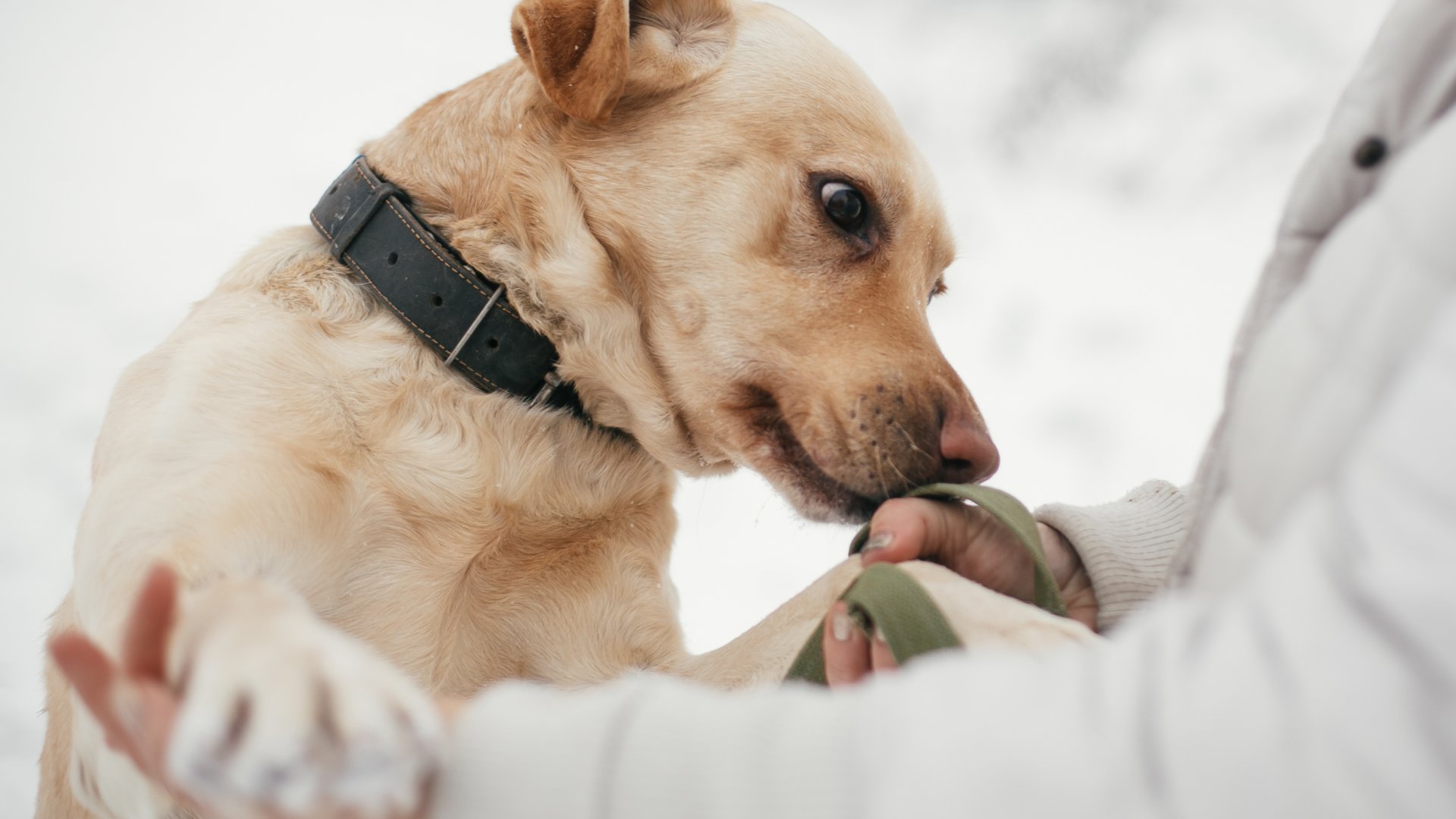 A kutyák megérzik a rákot