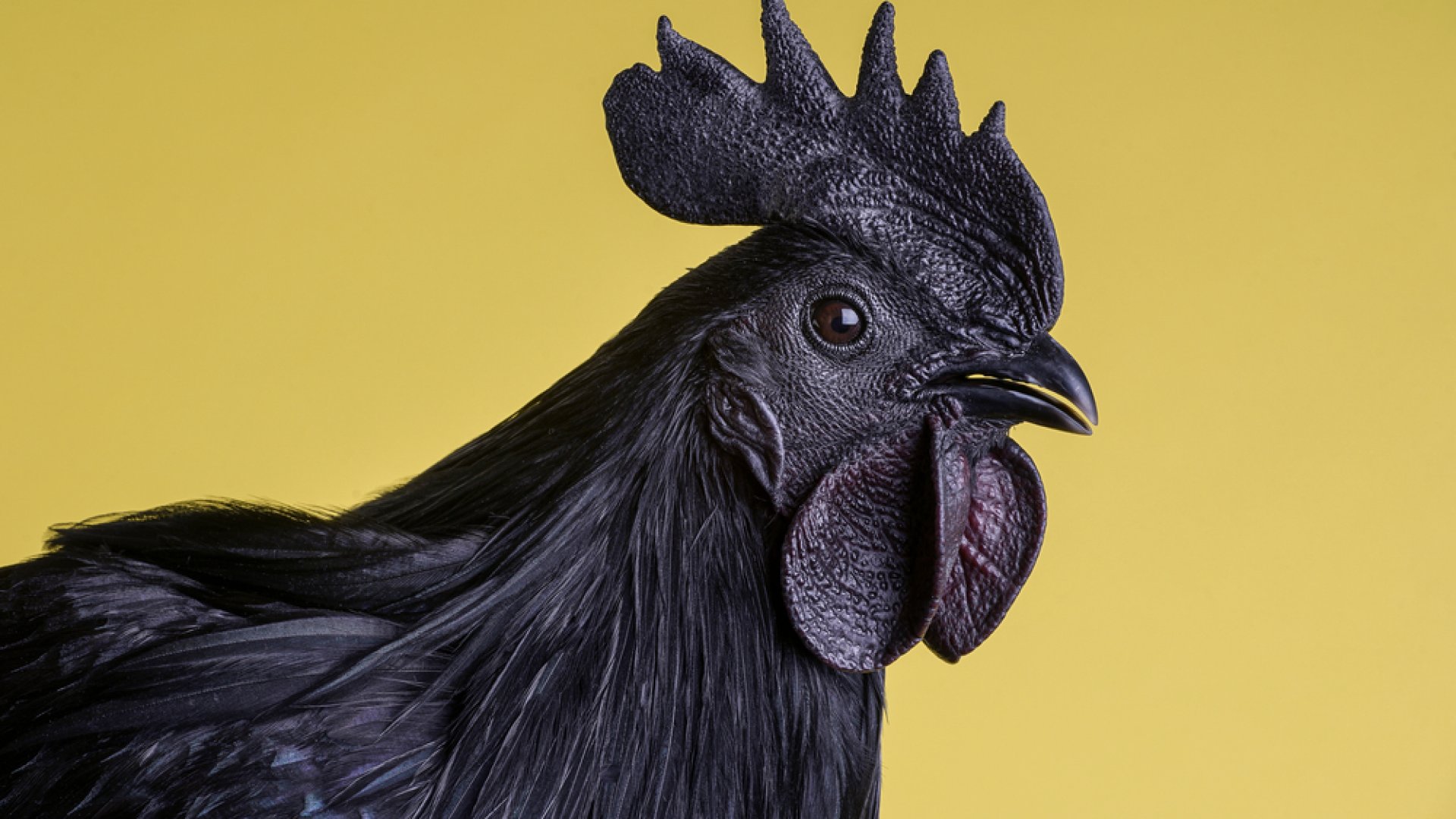 Láttál már fekete tyúkot? Most megismerheted!  Láttál már fekete tyúkot? Most megismerheted!