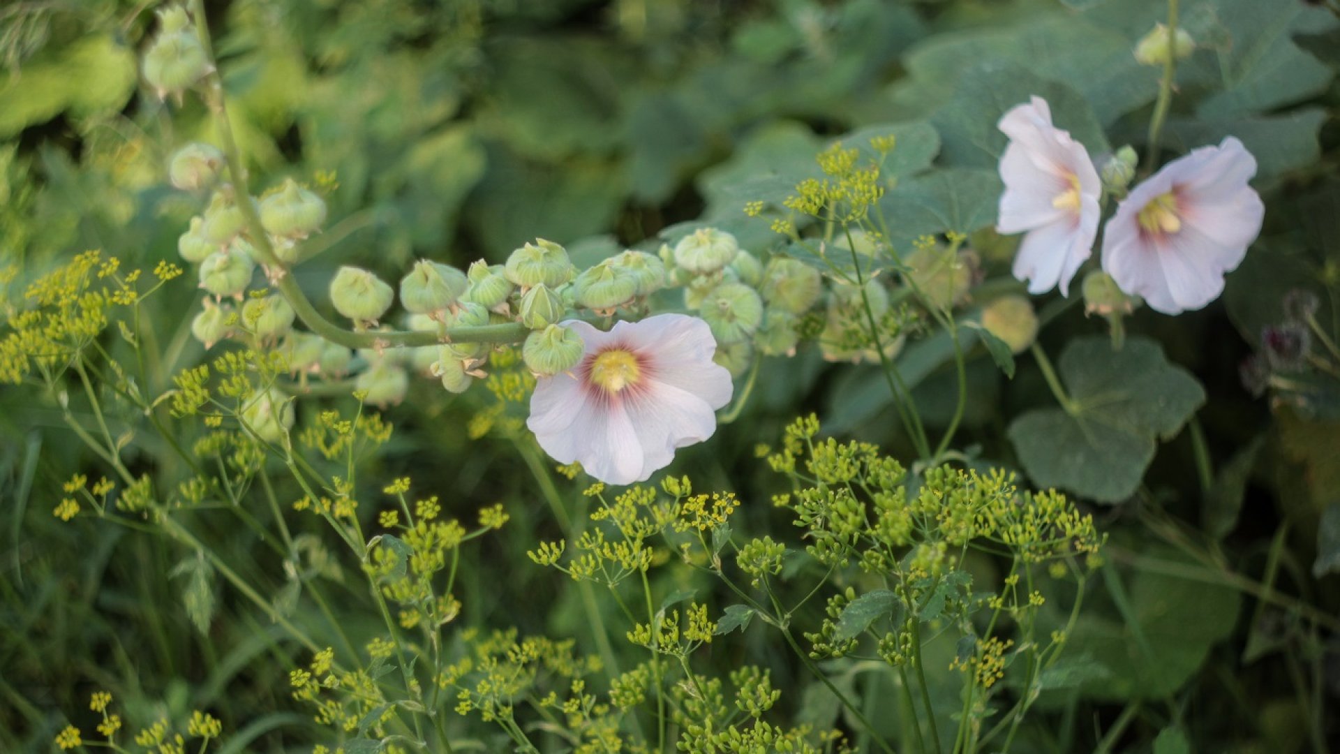Mindenki imádta, ismerd meg a papsajtot te is!