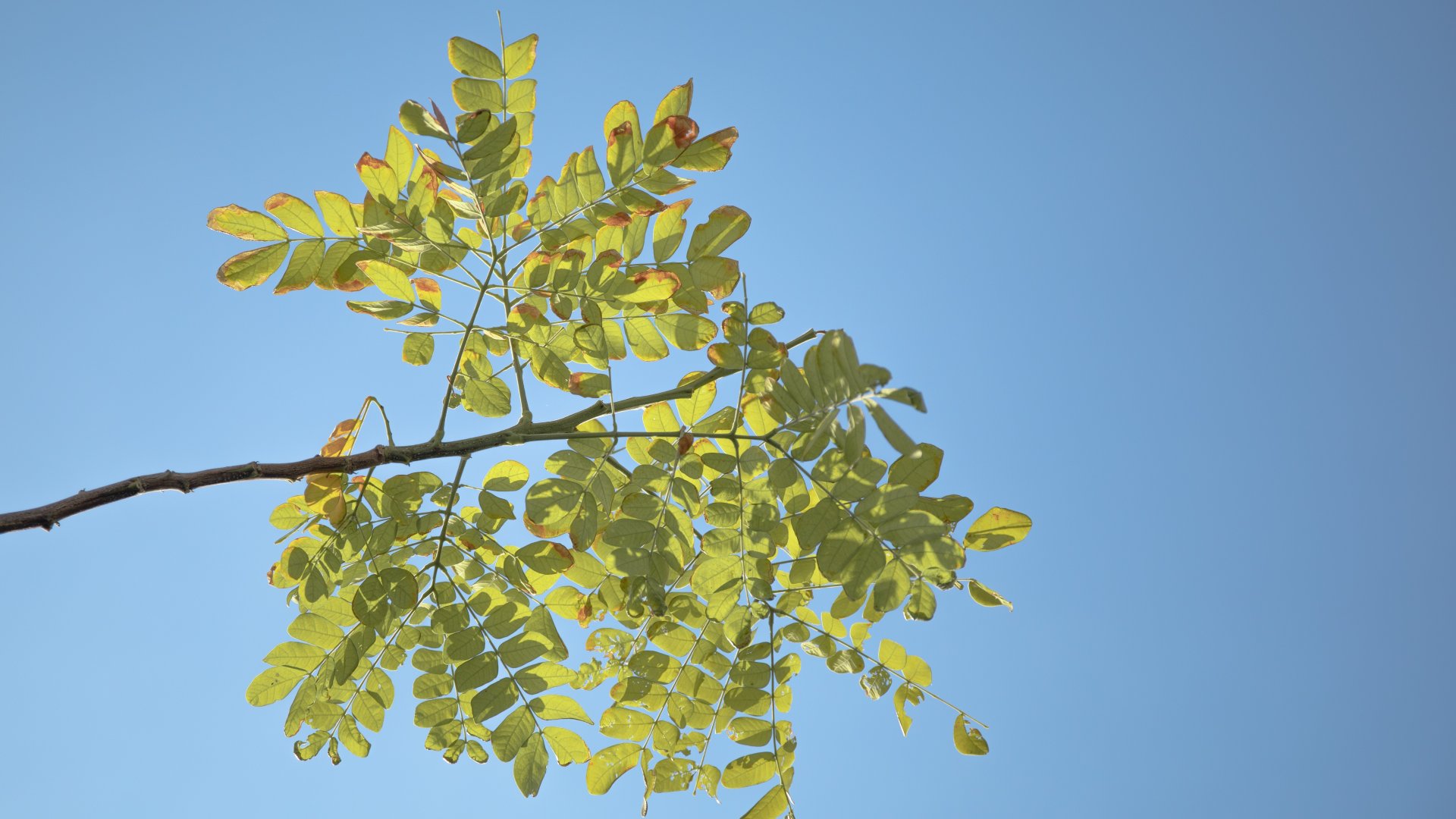 A ma már hungarikumnak számító fafajta, a fehér akác A ma már hungarikumnak számító fafajta, a fehér akác