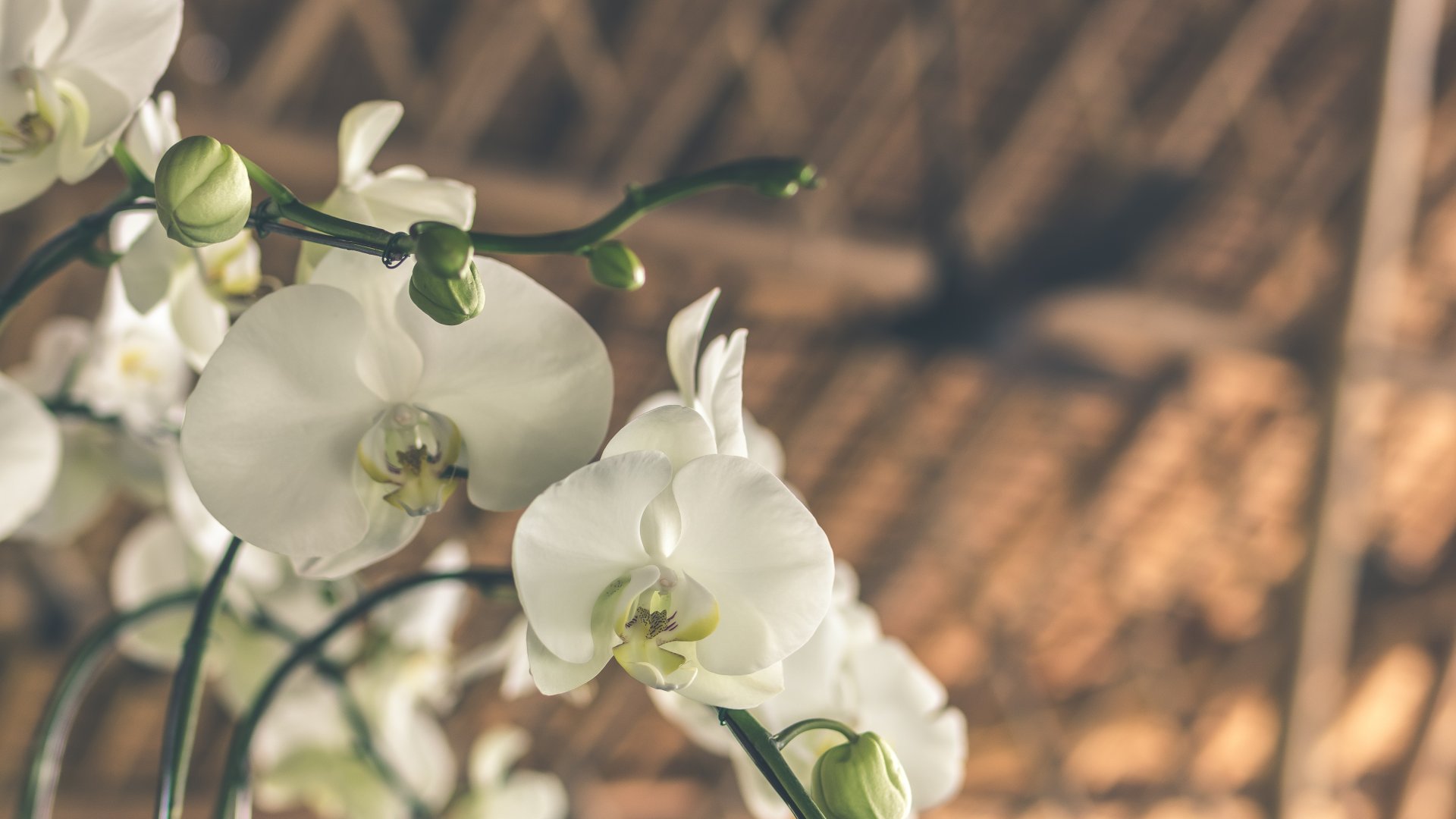 Hawaii - Az orchideák szigete