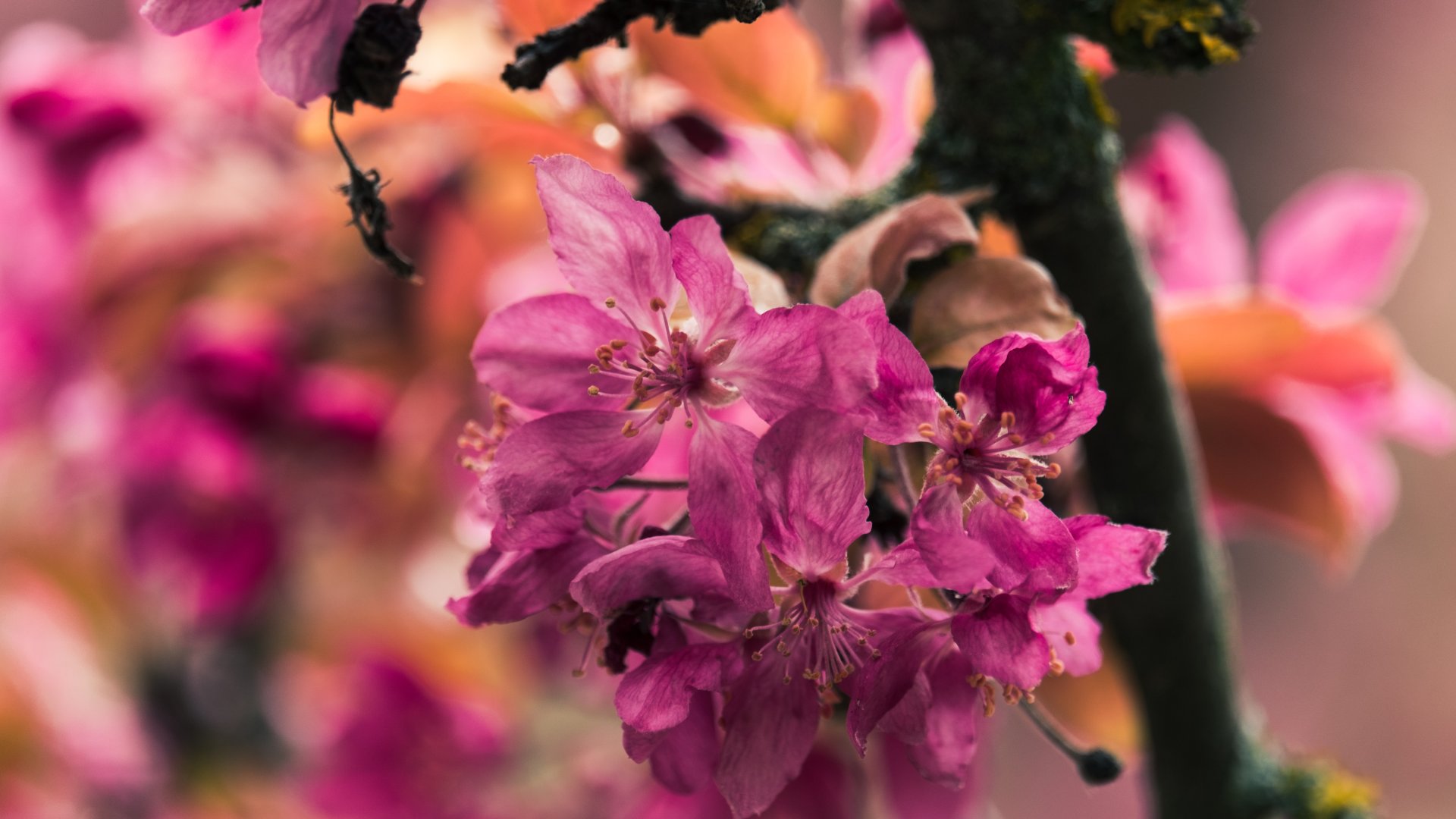 Hogyan gondozd megfelelően rododendronod? Szakértőnk elárulja