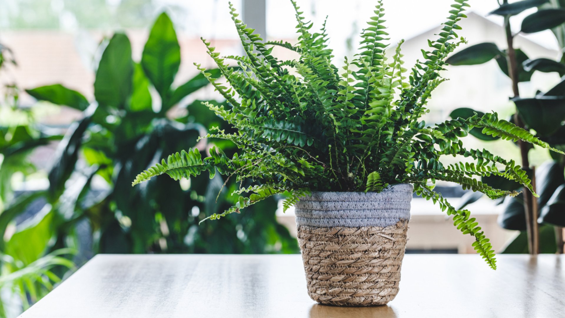 Retró növényeink, amiket ma is imádunk - A szobapáfrány gondozása