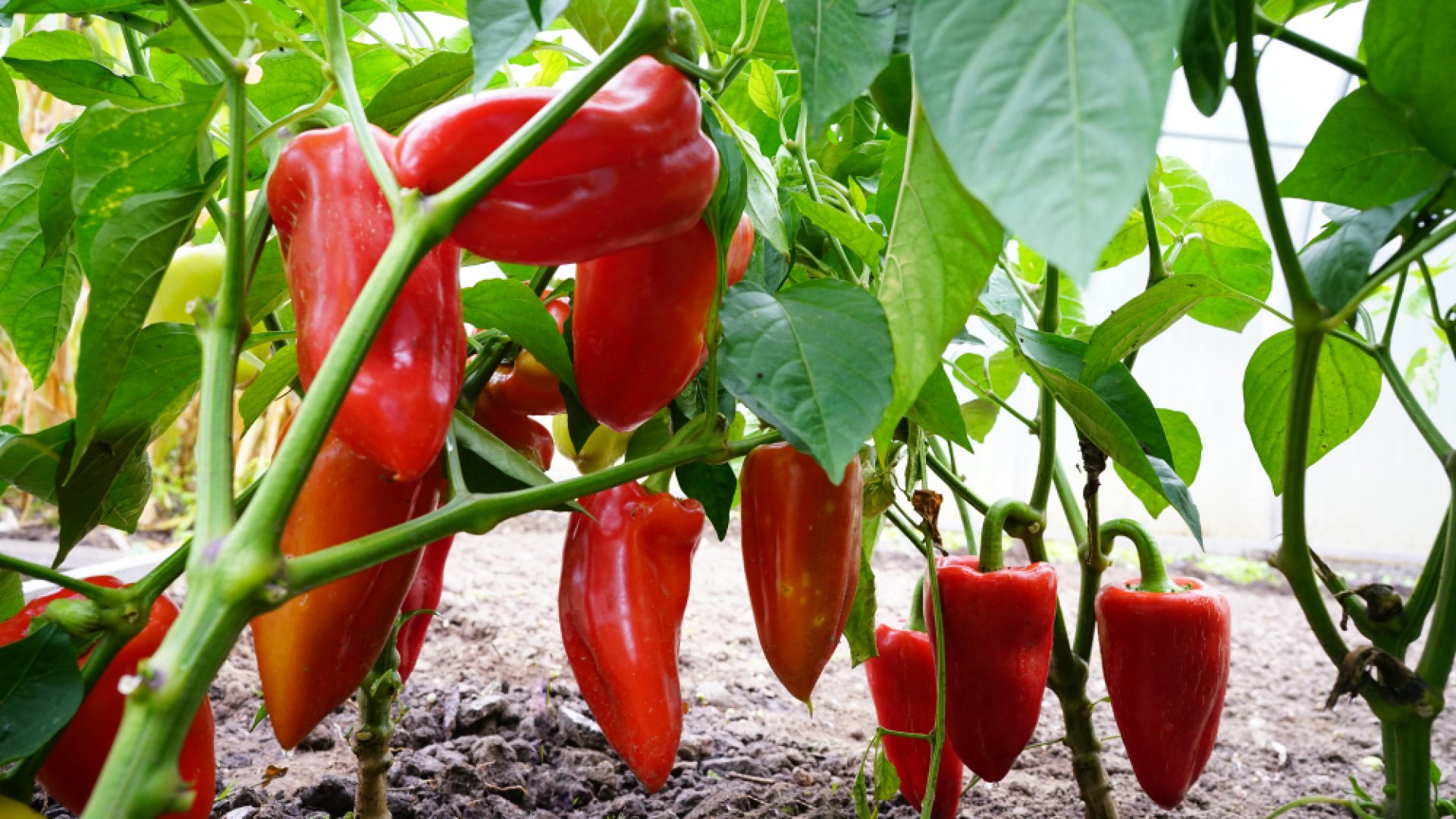 Nézzük, mi kell a paprika teleltetéséhez