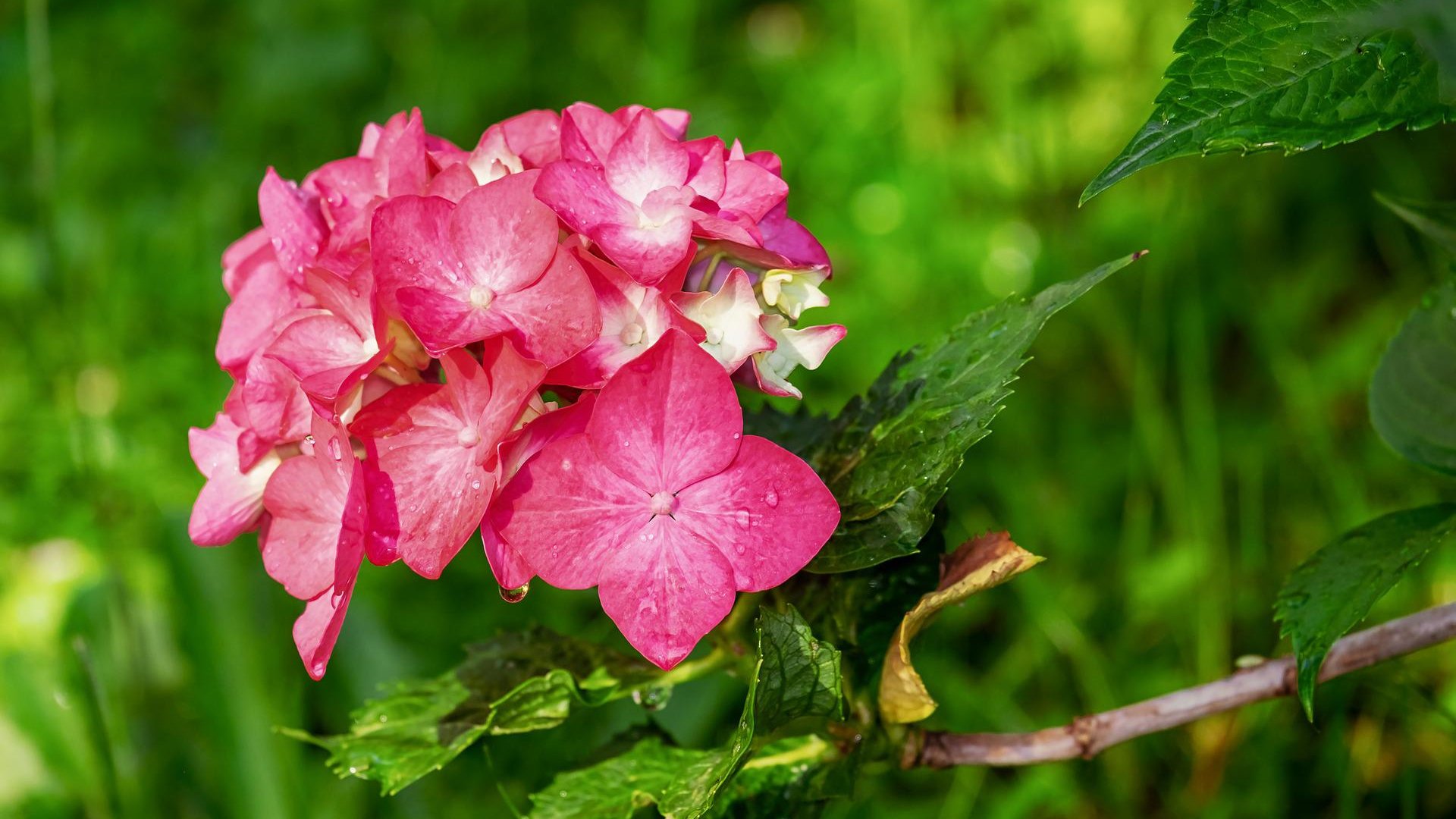 Szobanövények szabadba költöztetése